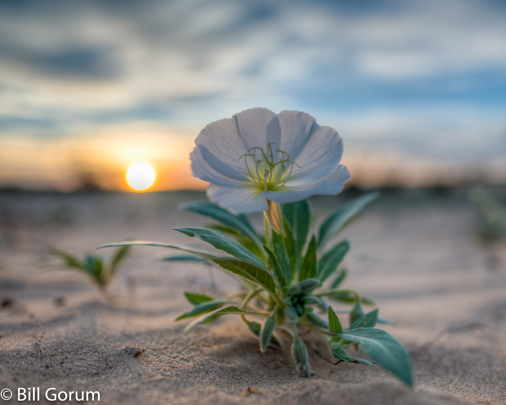 Nikon D750 sample photo. Dune evening primrose photography