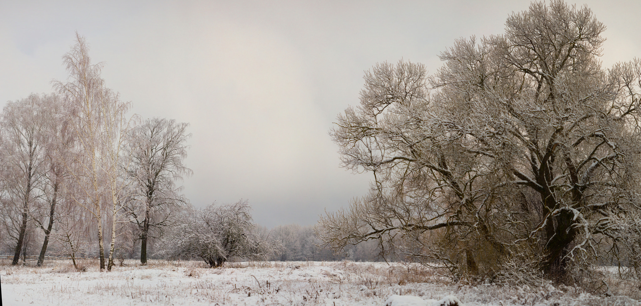 Canon EOS 6D sample photo. Lonely snow-covered trees in the field. mainly cloudy photography