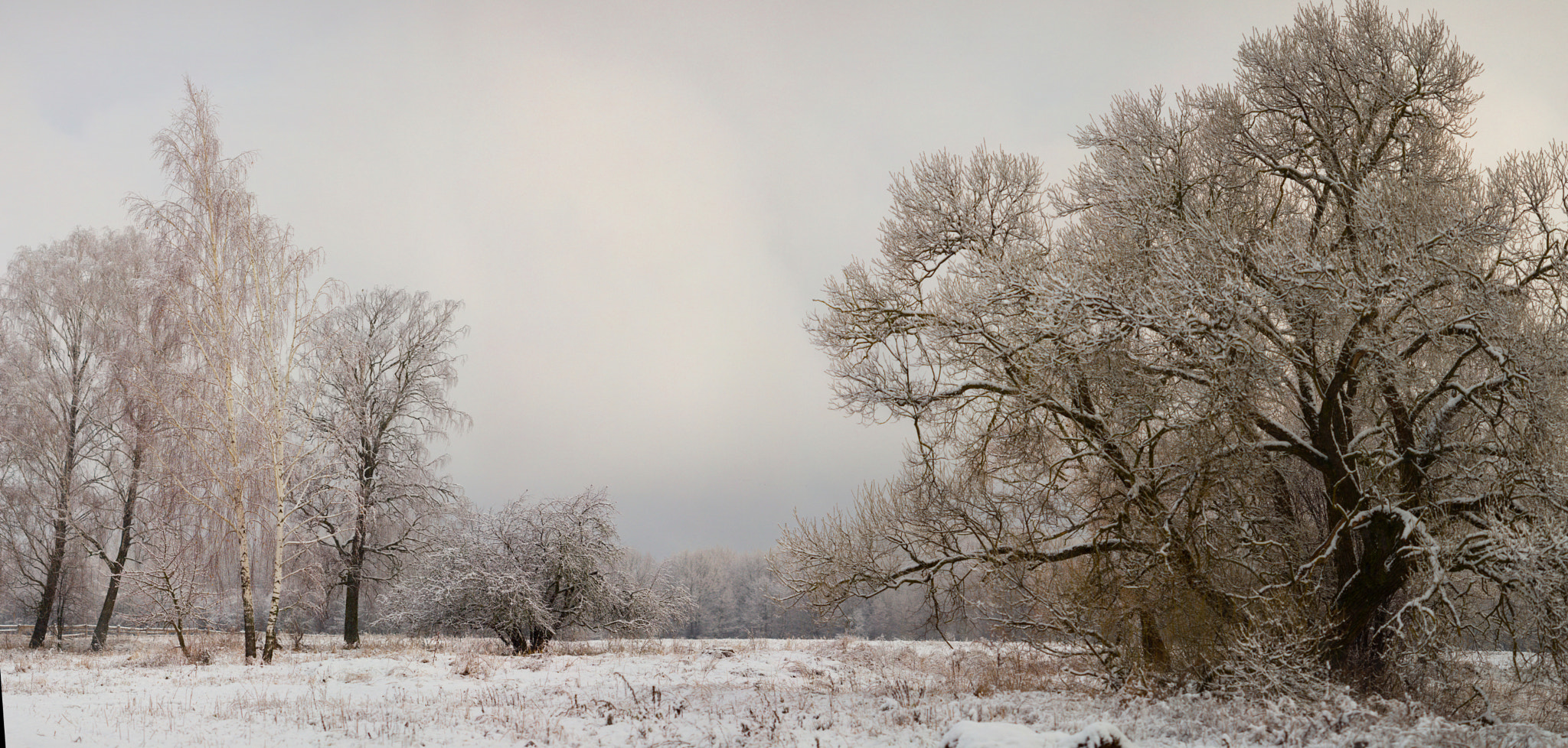 Canon EF 100mm F2.8 Macro USM sample photo. Lonely snow-covered trees in the field. mainly cloudy photography