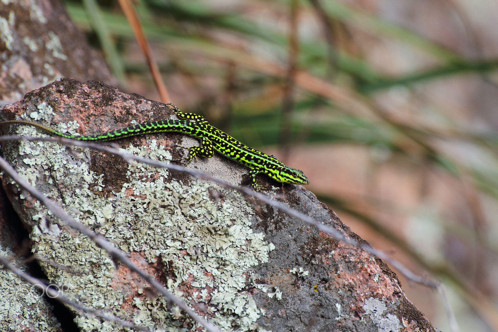 Canon EOS 1300D (EOS Rebel T6 / EOS Kiss X80) sample photo. Lizard photography
