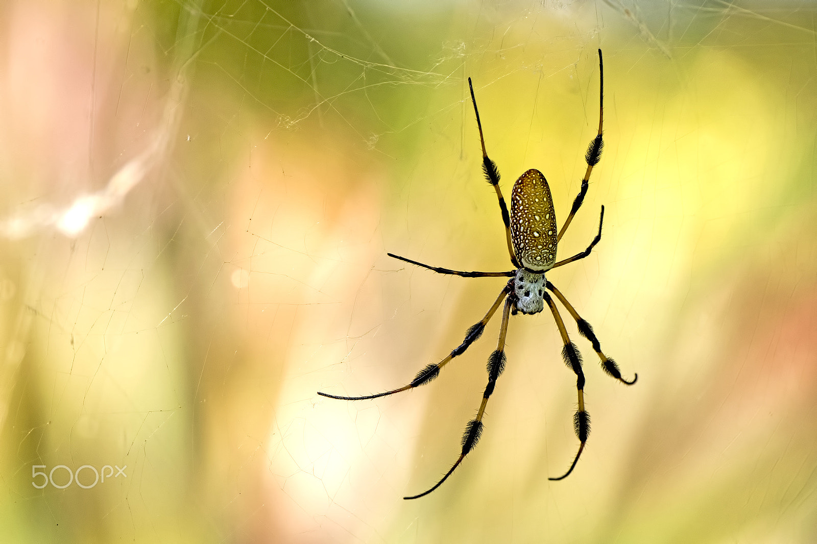 Nikon D810 sample photo. The web of life photography