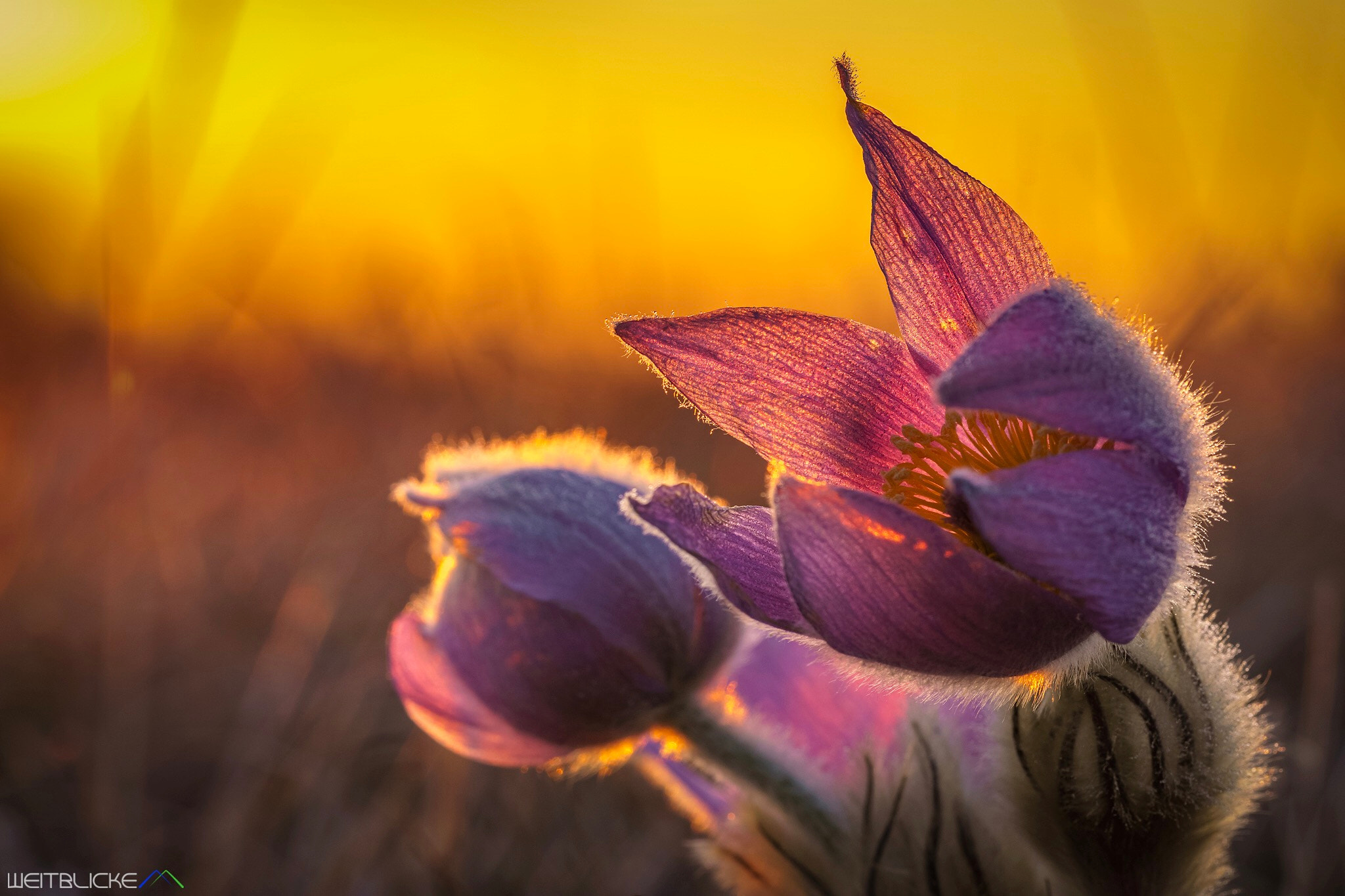 Sony a6500 + Sony FE 90mm F2.8 Macro G OSS sample photo. Jetzt ist der frühling endlich da und die ersten k ... photography