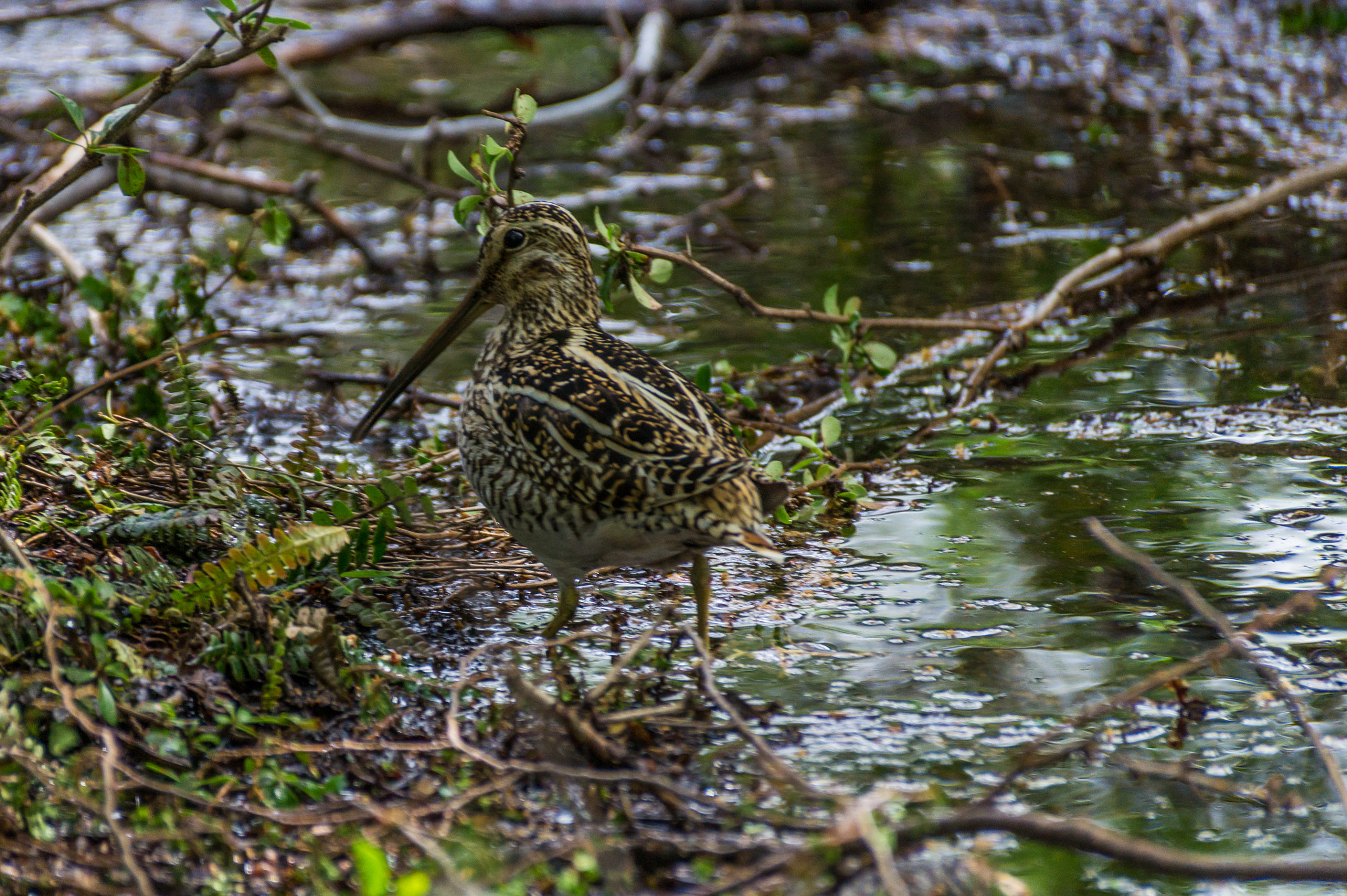Sony DT 55-300mm F4.5-5.6 SAM sample photo. Aves patagonicas photography