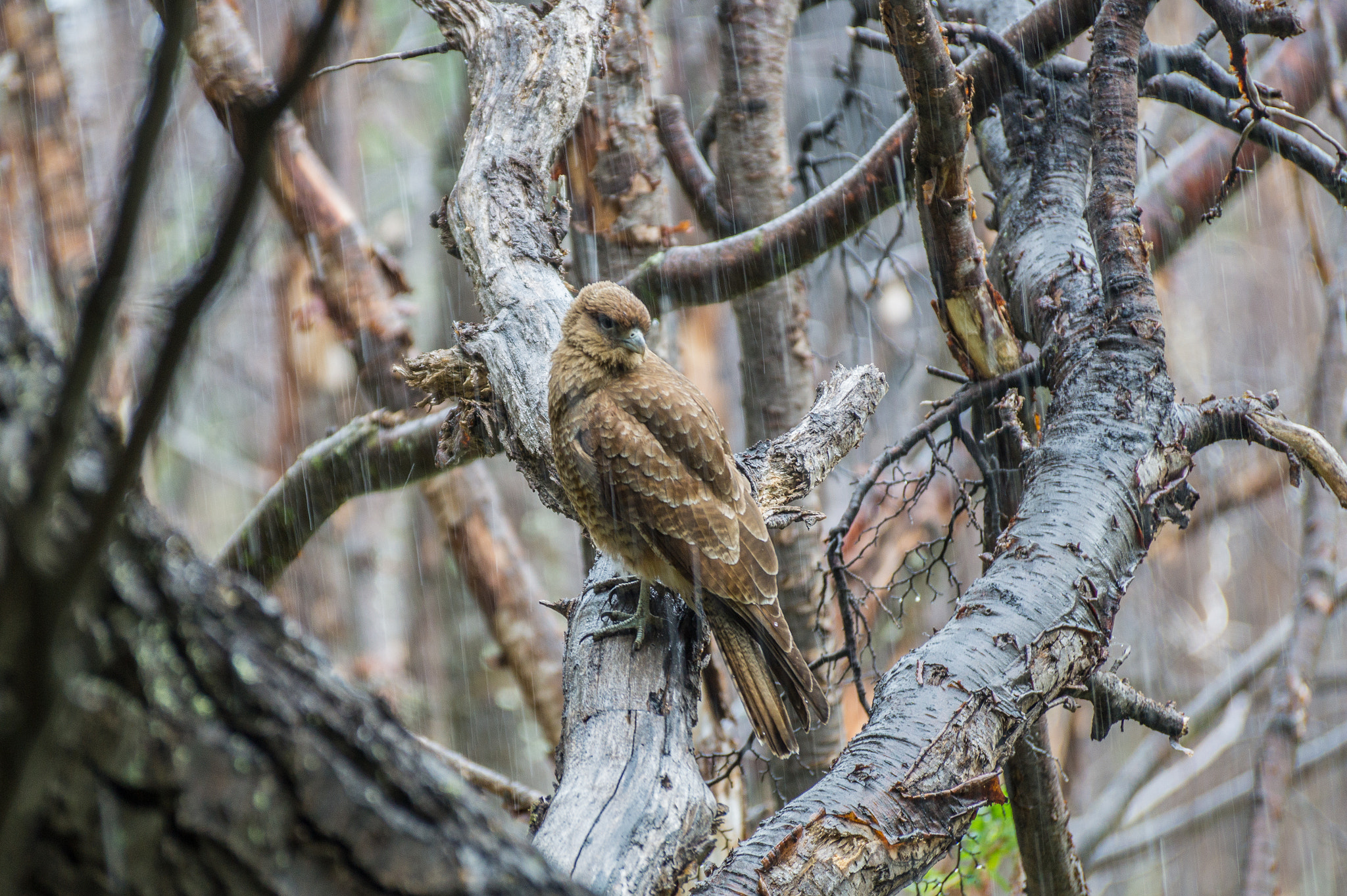Sony DT 55-300mm F4.5-5.6 SAM sample photo. Bajo la lluvia photography