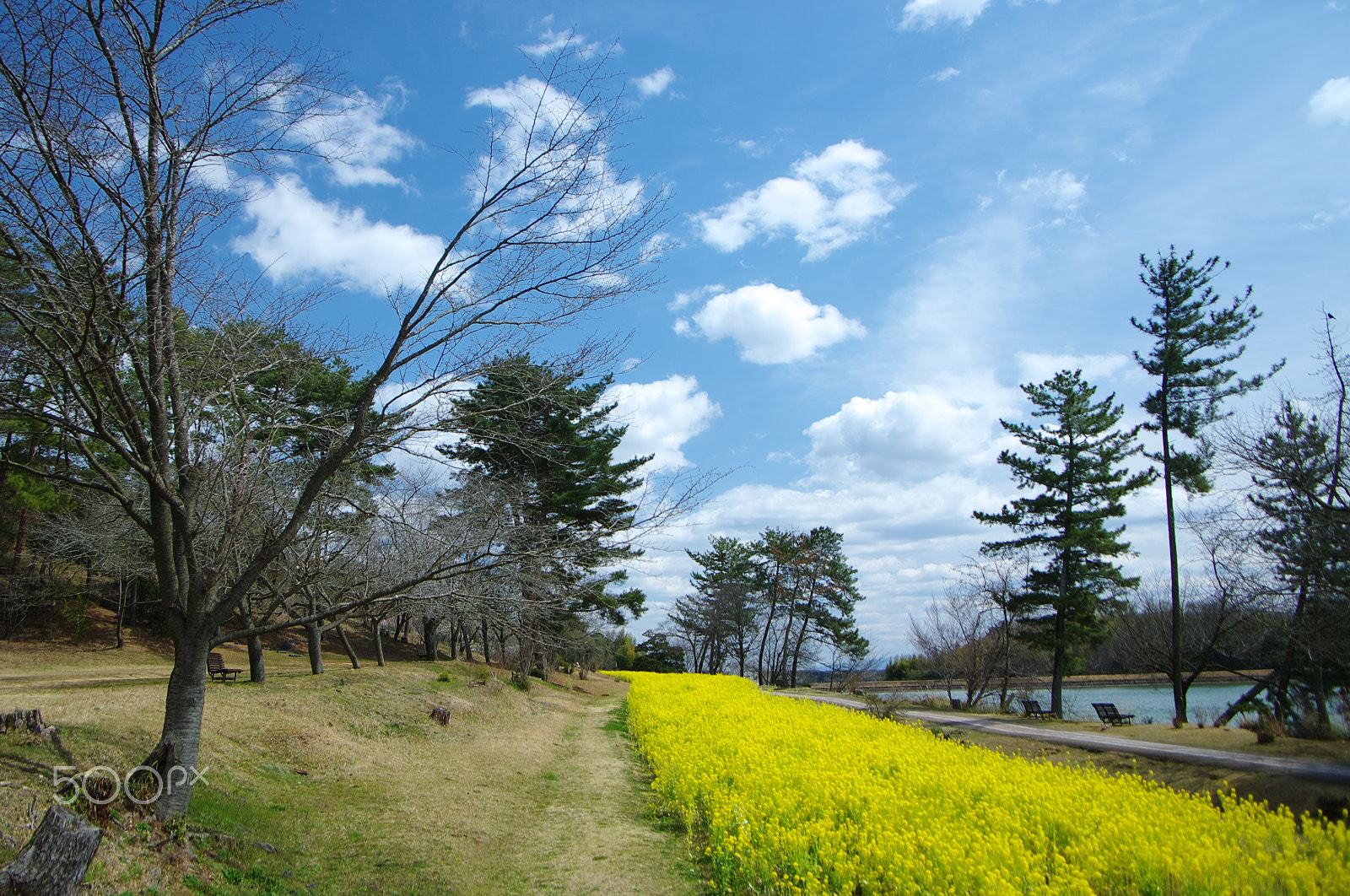 Pentax K-5 IIs sample photo. Yellow line photography