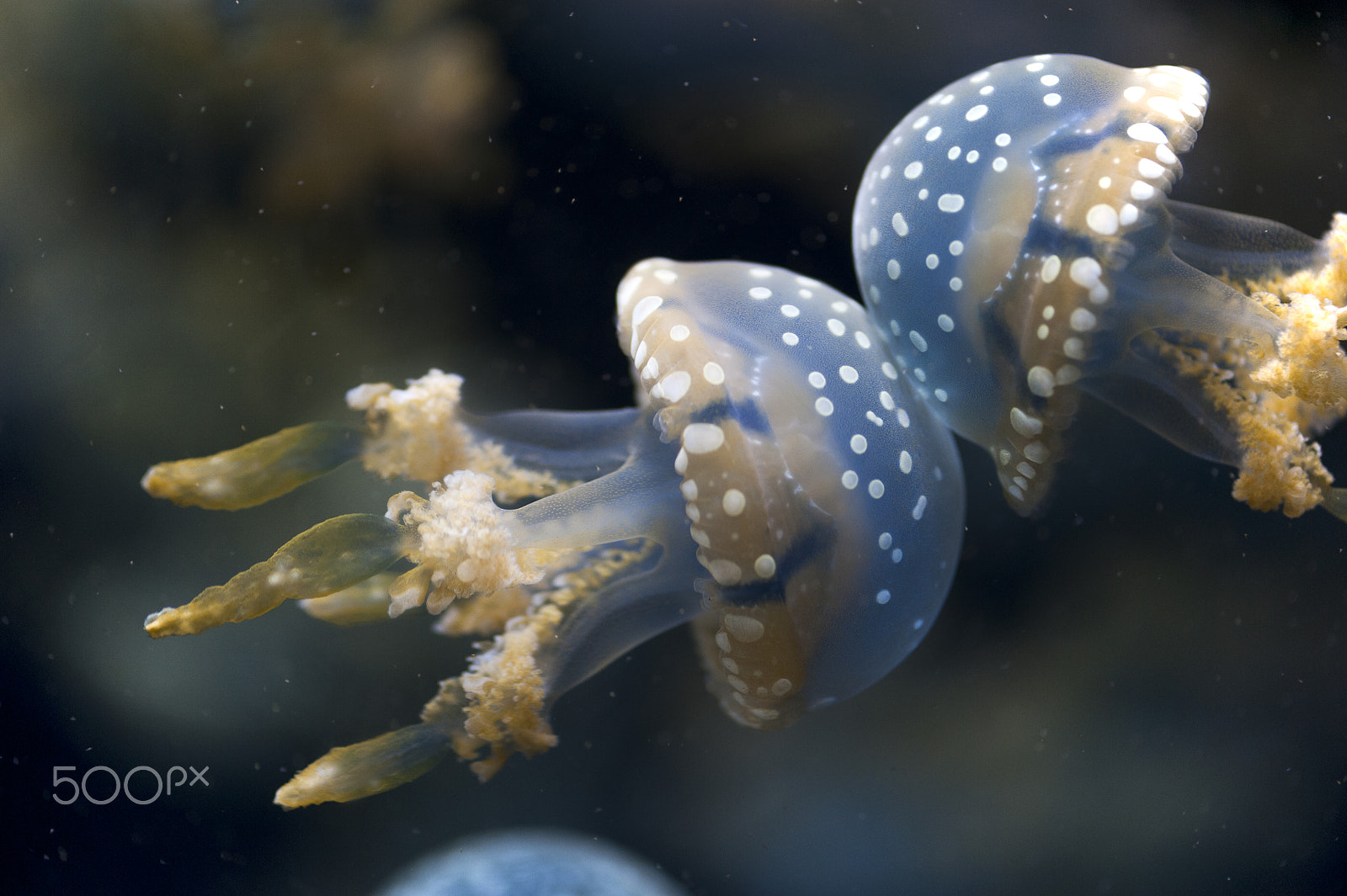 Nikon AF-S Micro-Nikkor 105mm F2.8G IF-ED VR sample photo. S.e.a. aquarium photography