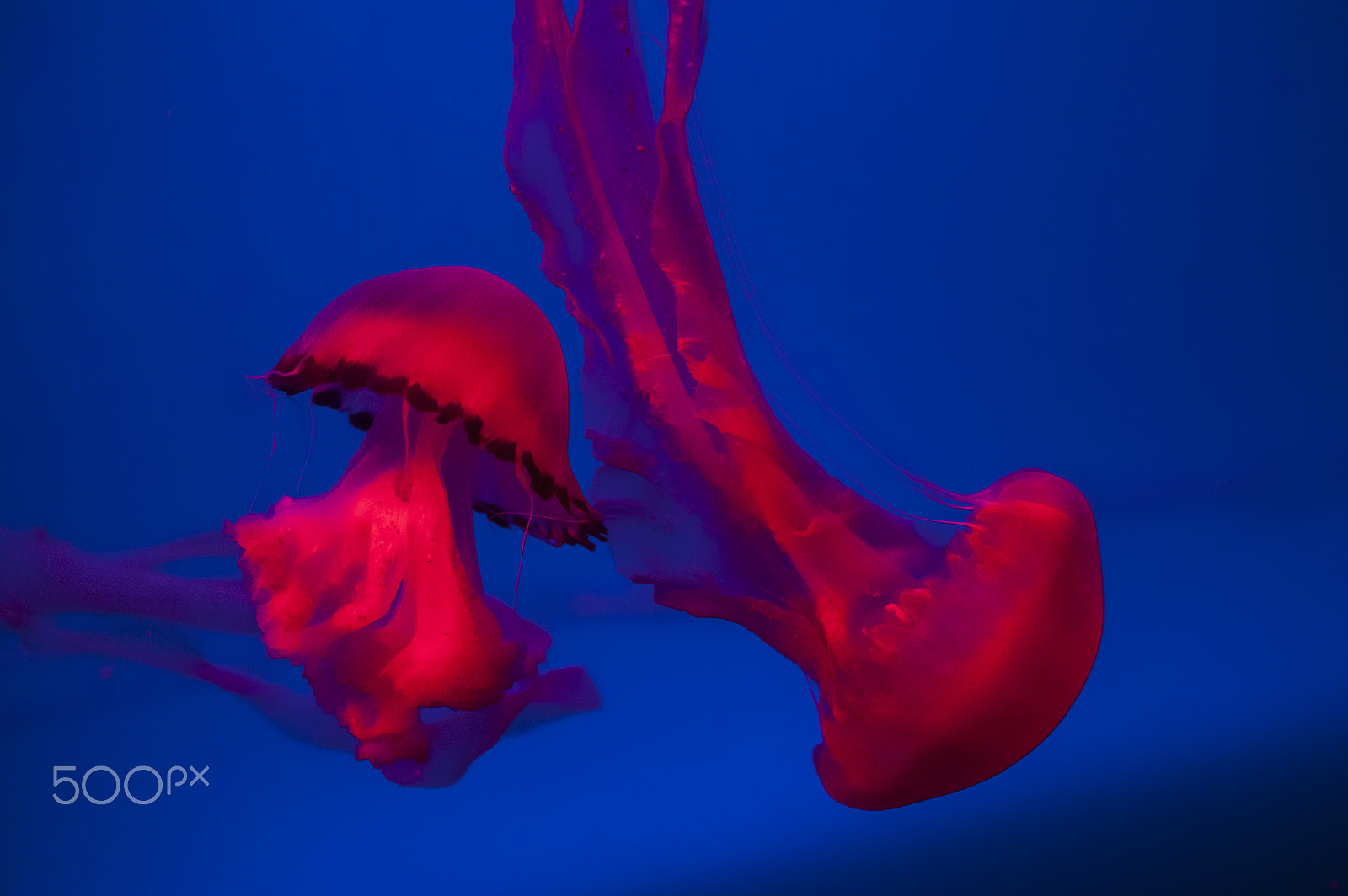 Nikon AF-S Micro-Nikkor 105mm F2.8G IF-ED VR sample photo. S.e.a. aquarium photography