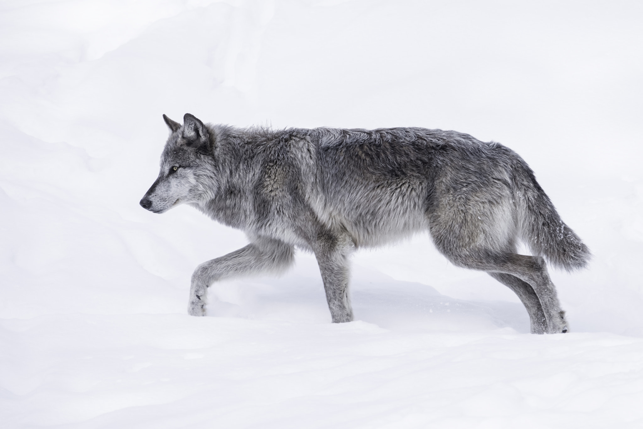 Nikon D800 + Nikon AF-S Nikkor 600mm F4G ED VR sample photo. Black wolf on the move... photography