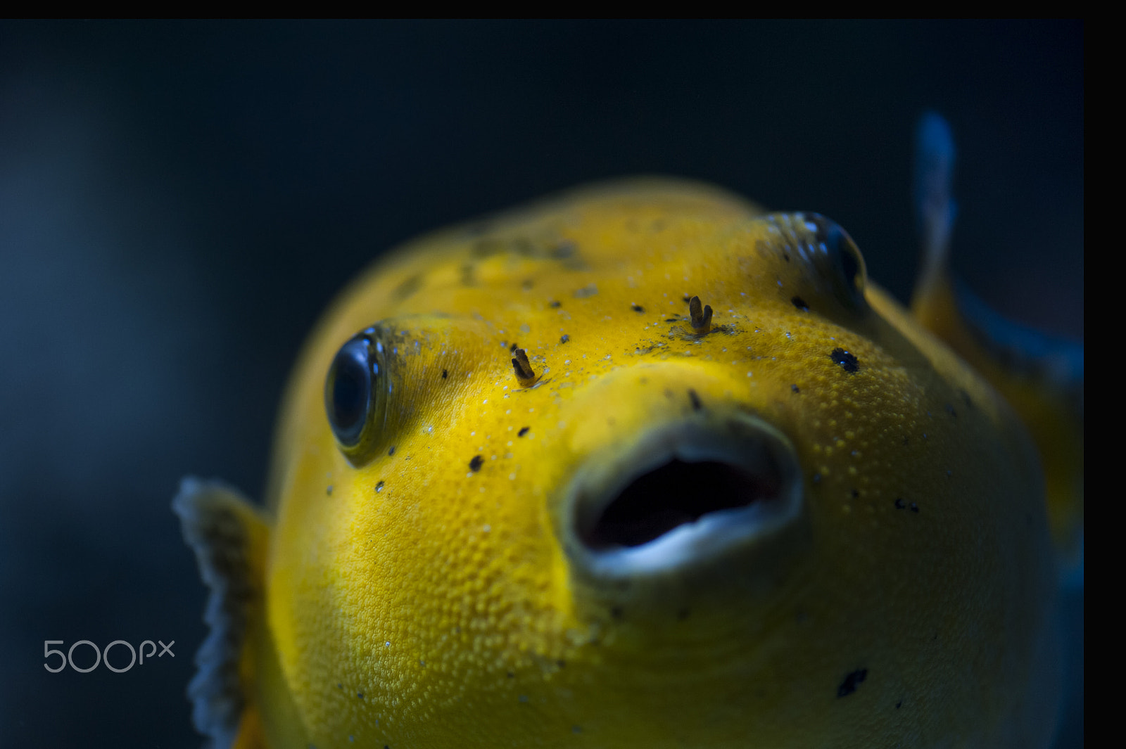 Nikon AF-S Micro-Nikkor 105mm F2.8G IF-ED VR sample photo. S.e.a. aquarium photography