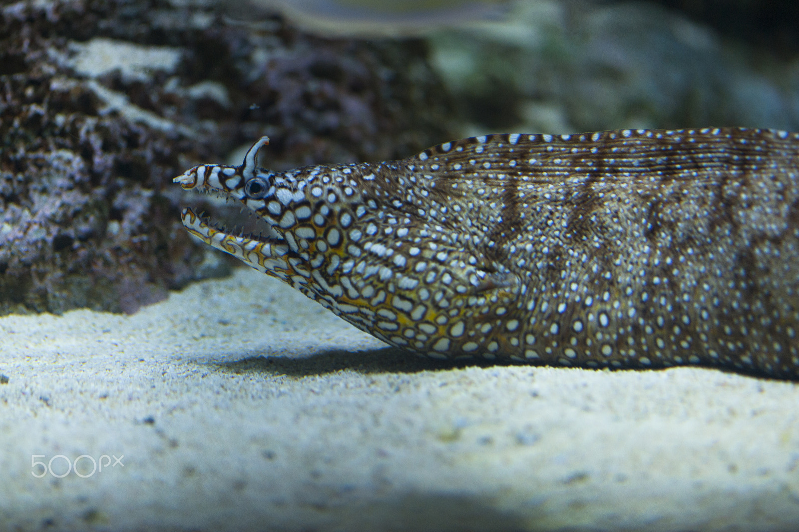Nikon AF-S Micro-Nikkor 105mm F2.8G IF-ED VR sample photo. S.e.a. aquarium photography