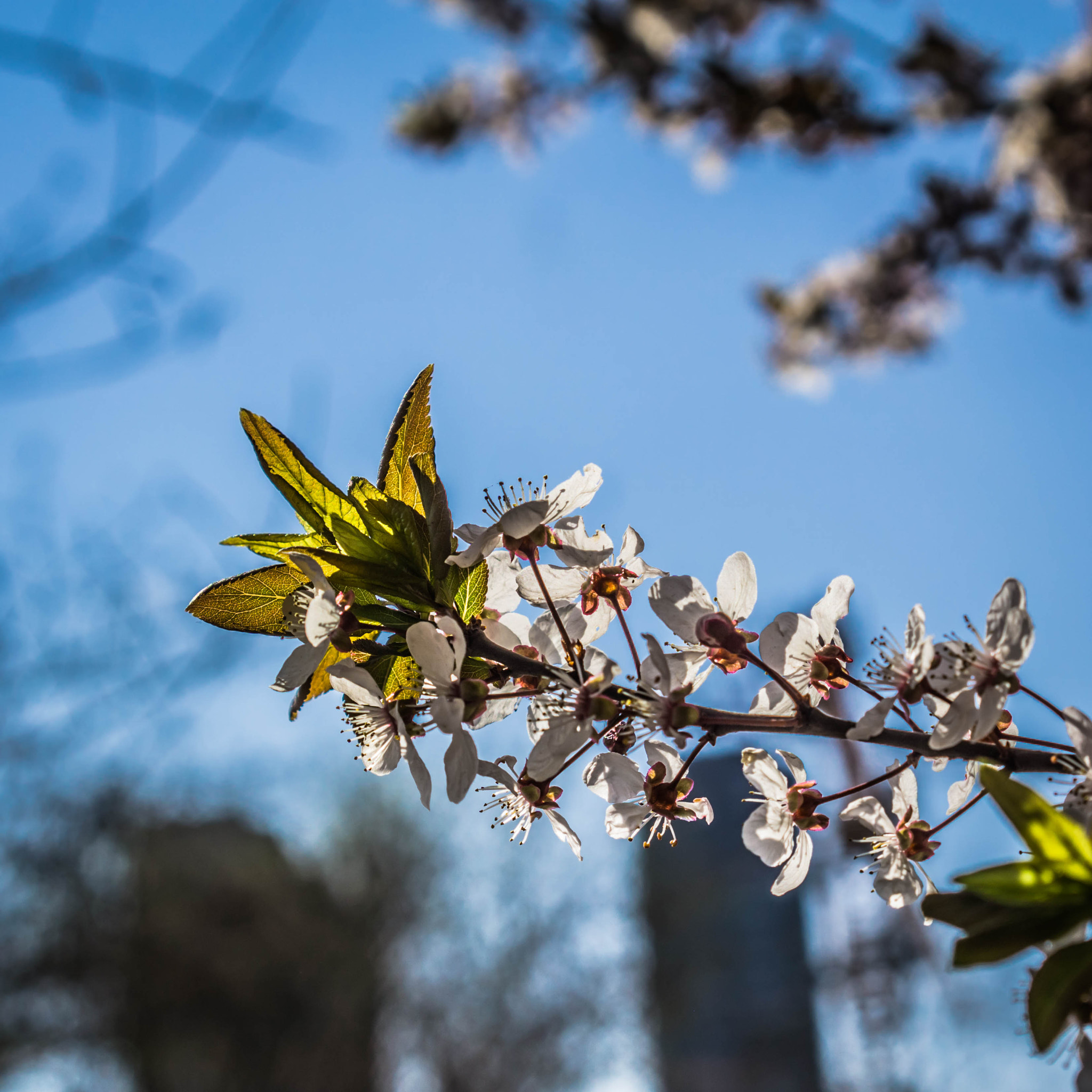 Sony a6000 + Sony Sonnar T* FE 35mm F2.8 ZA sample photo. Blossom in the light photography