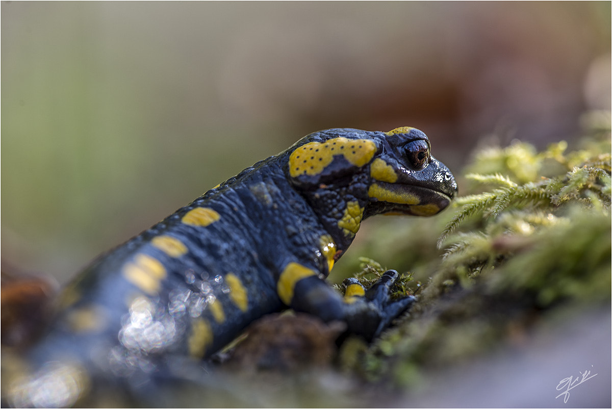 Nikon D610 sample photo. Salamandra salamandra photography