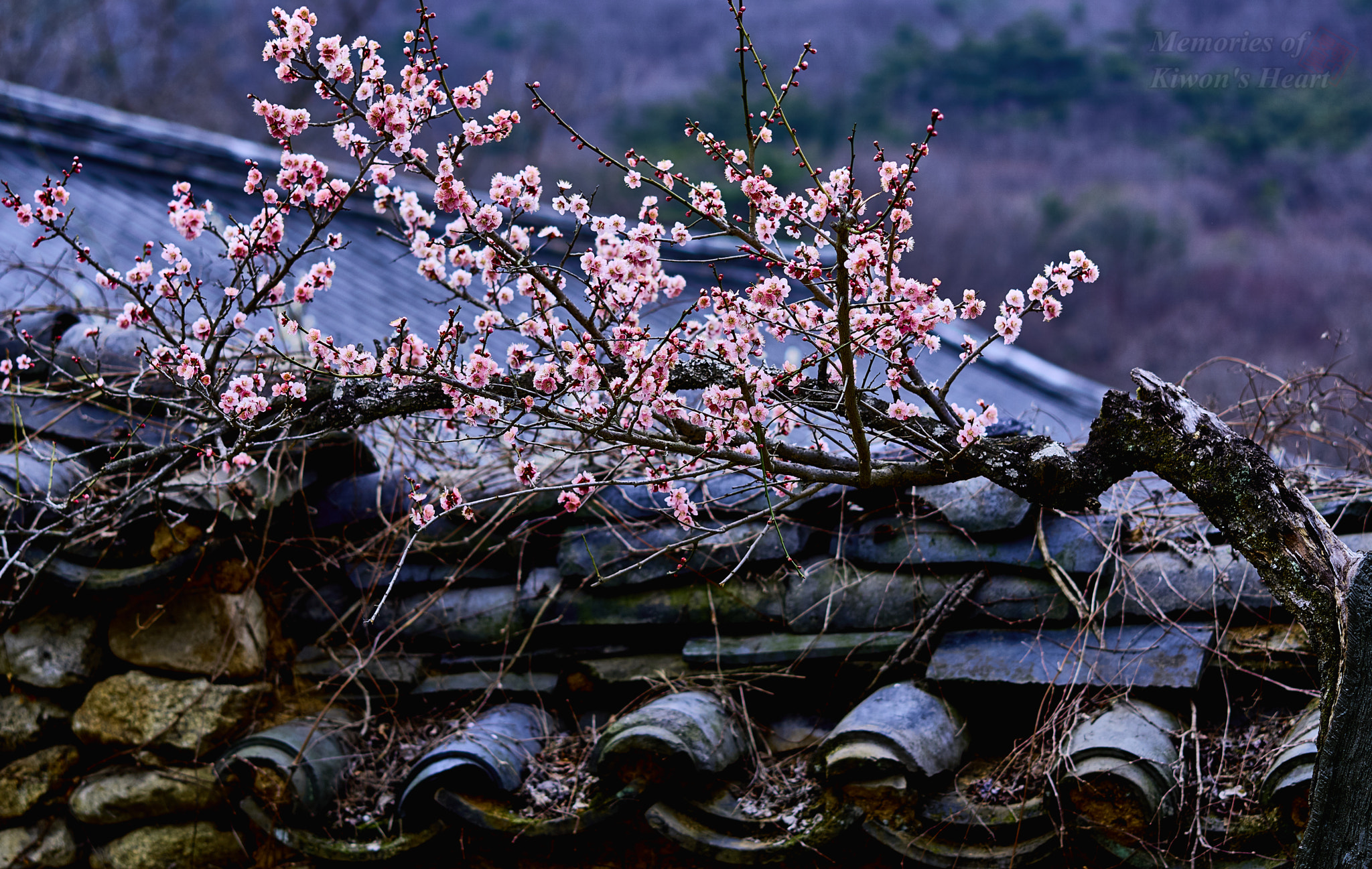 Sony Sonnar T* FE 55mm F1.8 ZA sample photo. Spring comes over the wall photography