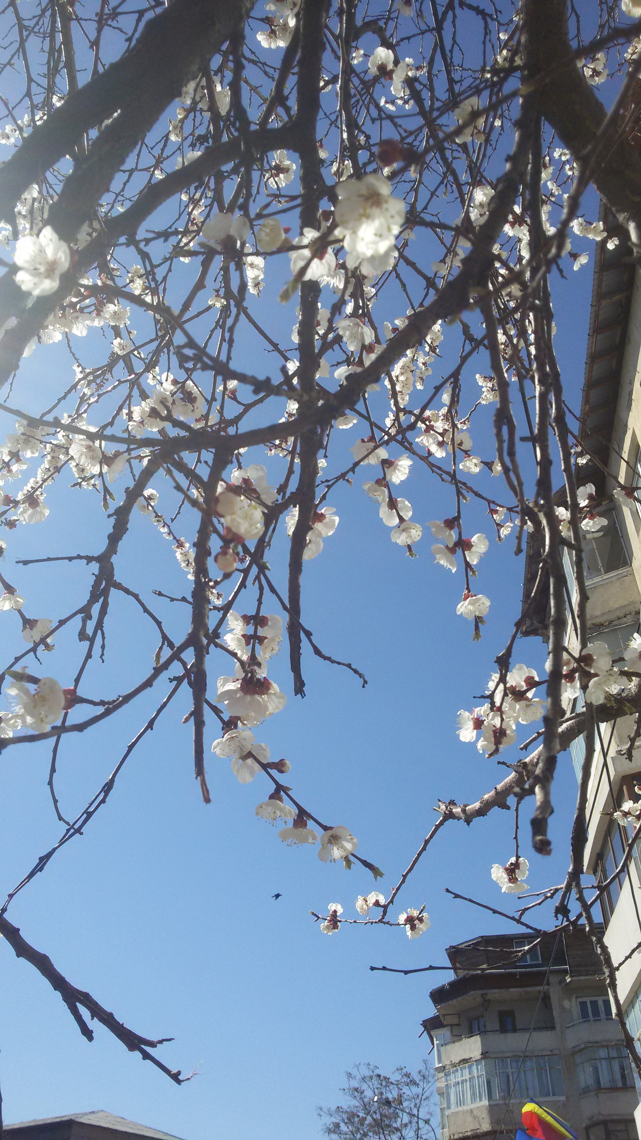 Samsung Galaxy S3 Neo sample photo