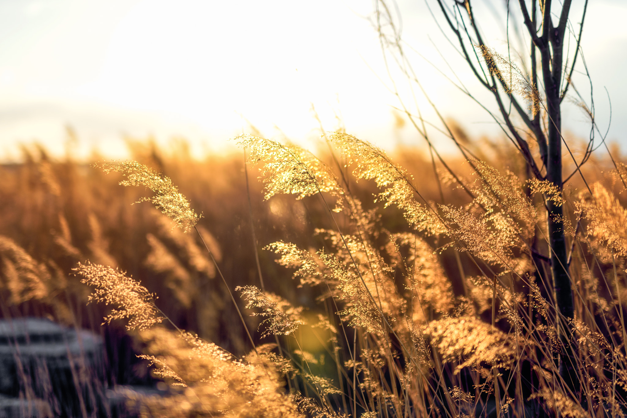 Nikon D810 + Sigma 50mm F1.4 DG HSM Art sample photo. 逆光芦苇 photography