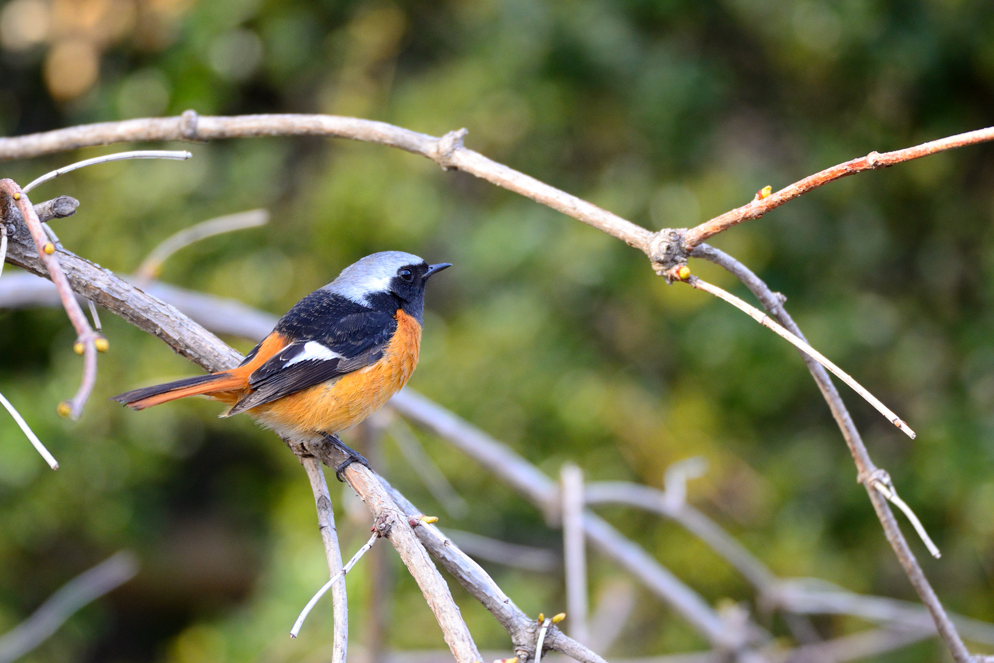 Sigma 500mm F4.5 EX DG HSM sample photo. Daurian redstart  (male） photography