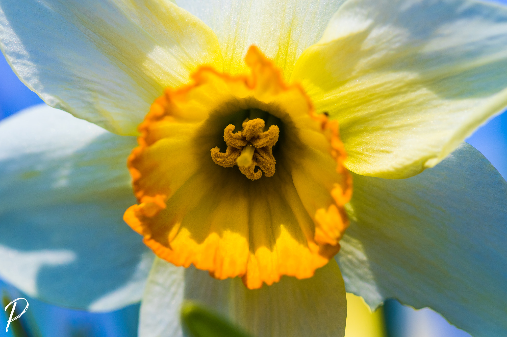 Canon EOS 7D Mark II + Canon EF 100mm F2.8 Macro USM sample photo. Narcissus flower record photography