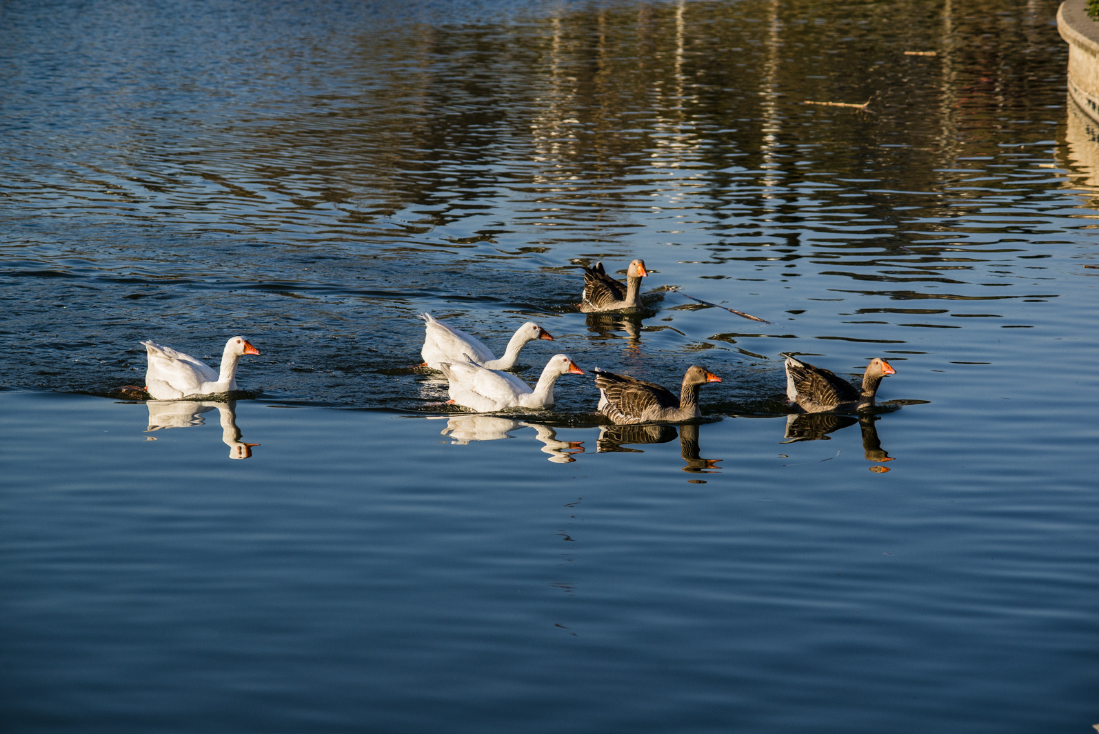 Nikon D800 + AF Zoom-Nikkor 70-210mm f/4 sample photo. Wildlife photoshooting vol. 1 photography