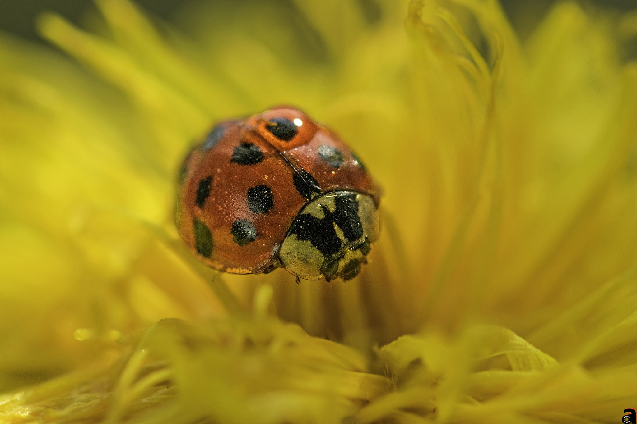 Sigma 105mm F2.8 EX DG OS HSM sample photo. Untitled photography