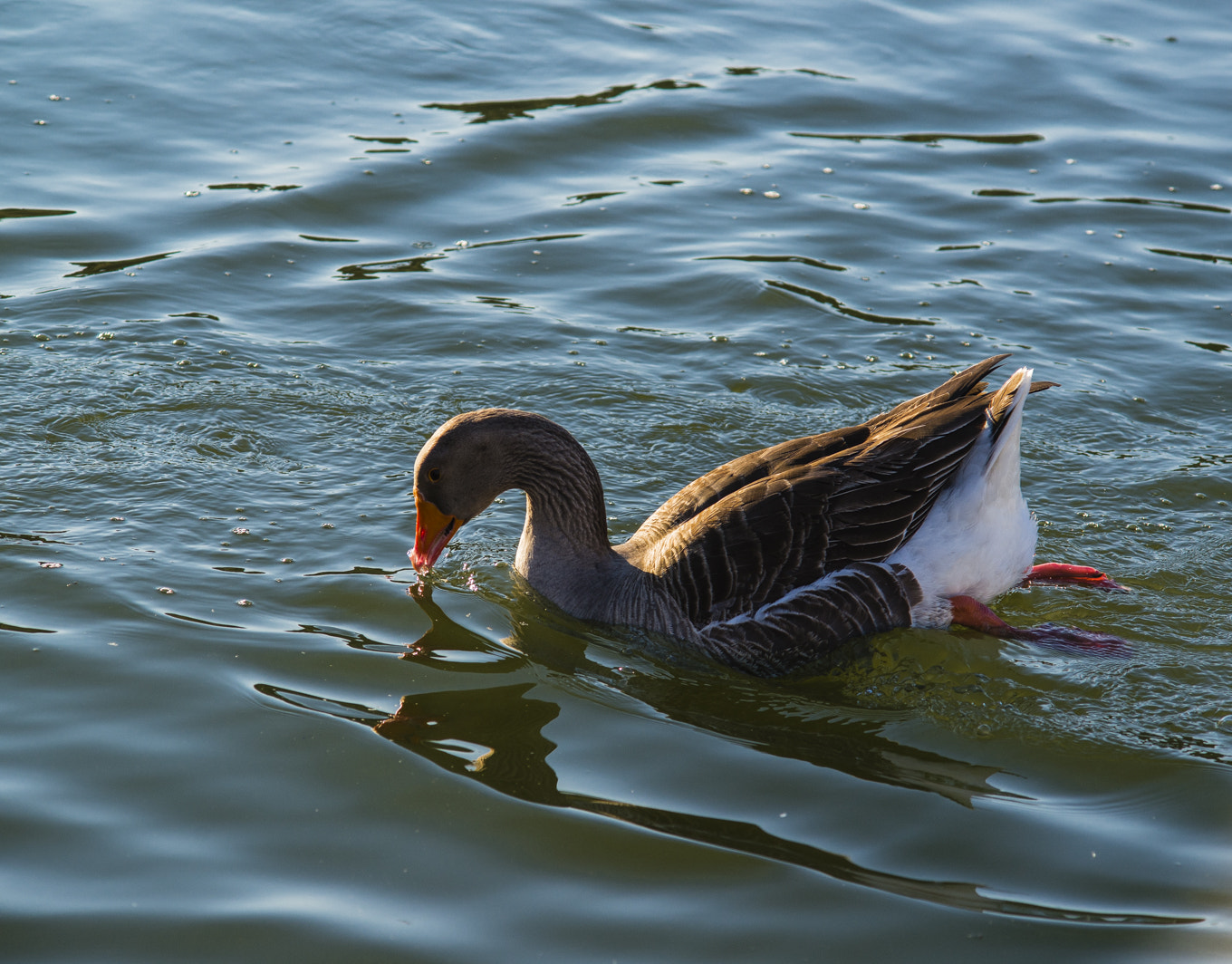 Nikon D800 + AF Zoom-Nikkor 70-210mm f/4 sample photo. Wildlife photoshooting vol. 2 photography