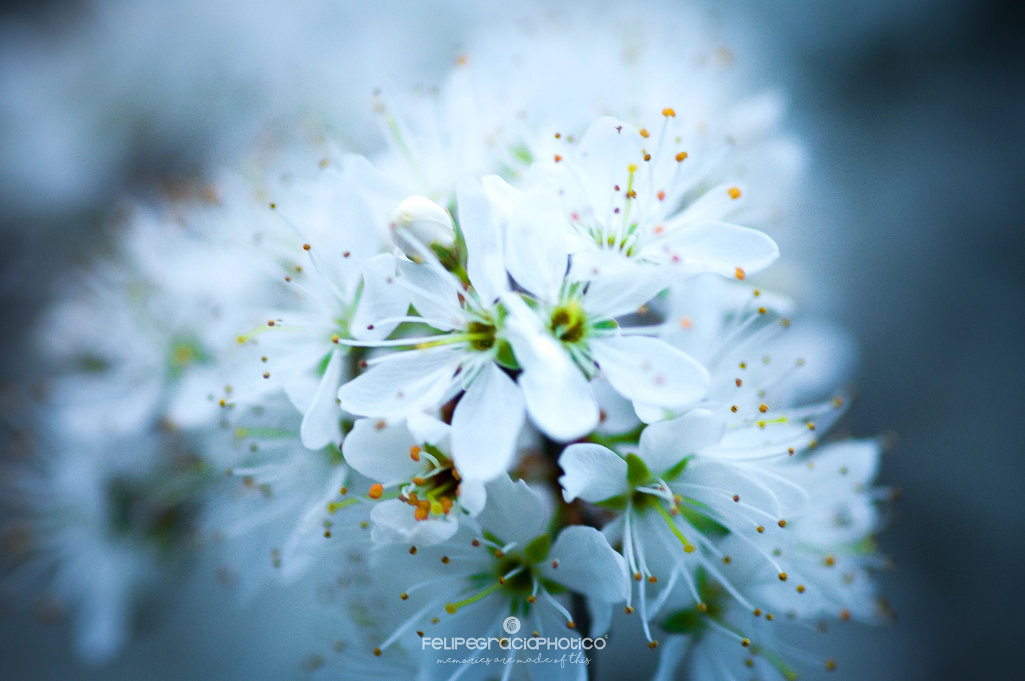 Tokina AT-X Pro 100mm F2.8 Macro sample photo. Spring power photography
