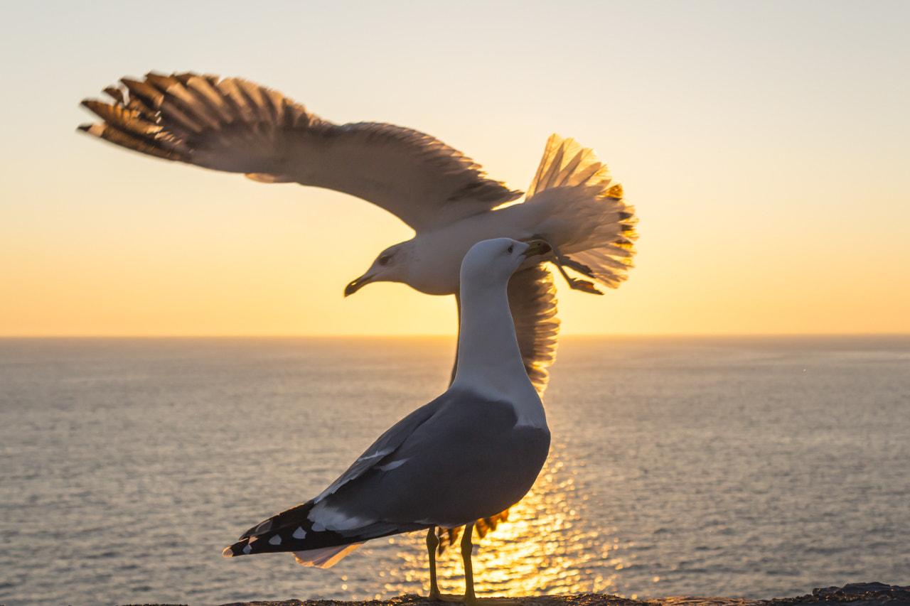 Canon EF-S 18-55mm F3.5-5.6 IS sample photo. Intruso...liguria photography
