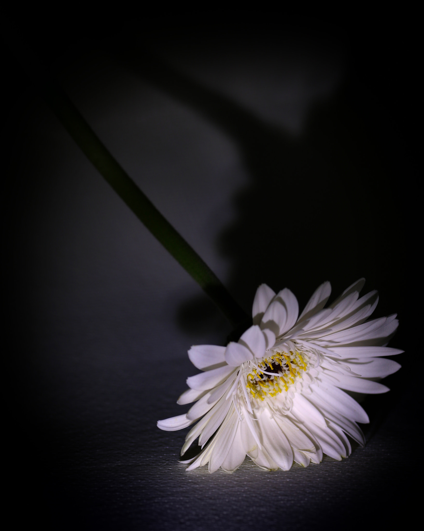 Sigma 105mm F2.8 EX DG OS HSM sample photo. White and shadow photography