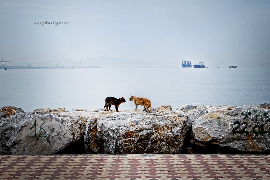 Fujifilm XC 16-50mm F3.5-5.6 OIS sample photo. Uçmak için kuş olmak gerekmiyor, küçük sevinçler olsun yeter photography