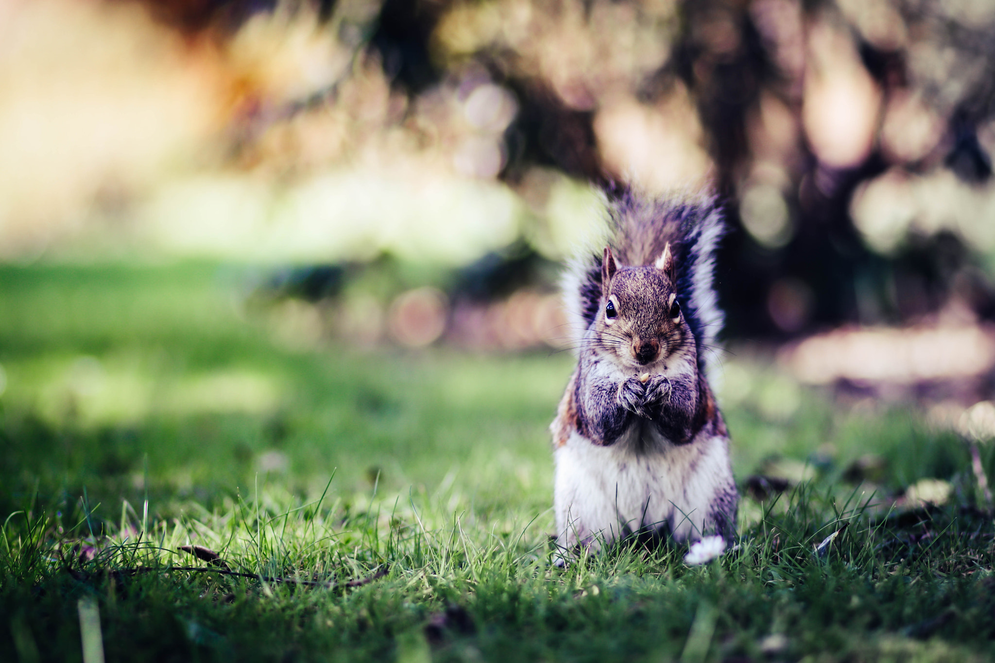 Canon EOS 80D + Canon EF 85mm F1.8 USM sample photo. Squirrel photography