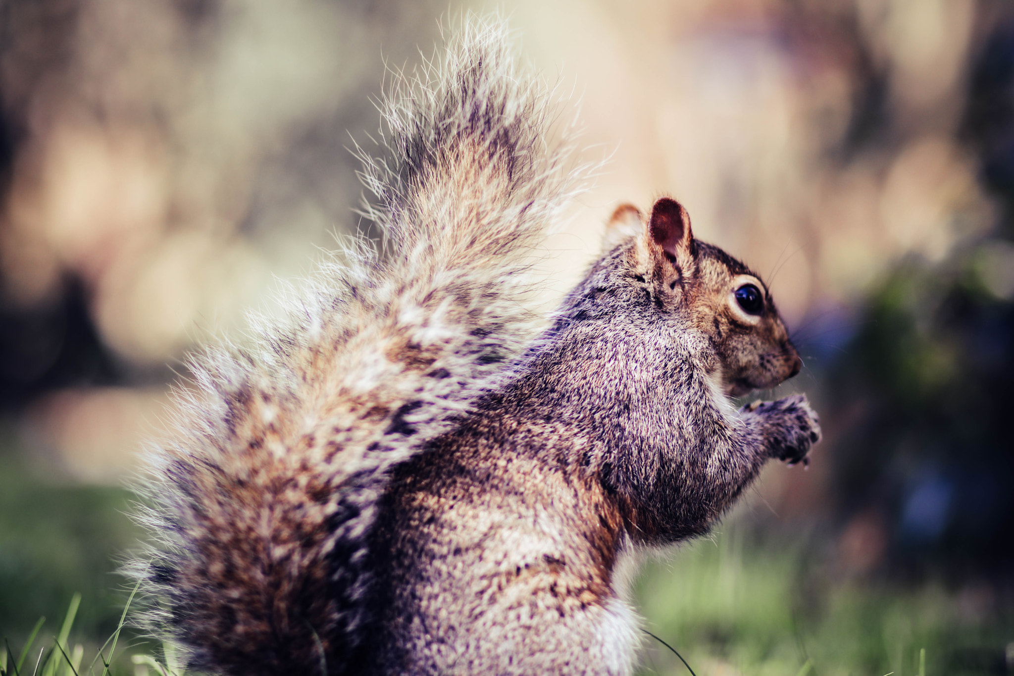 Canon EOS 80D + Canon EF 85mm F1.8 USM sample photo. Squirrel photography