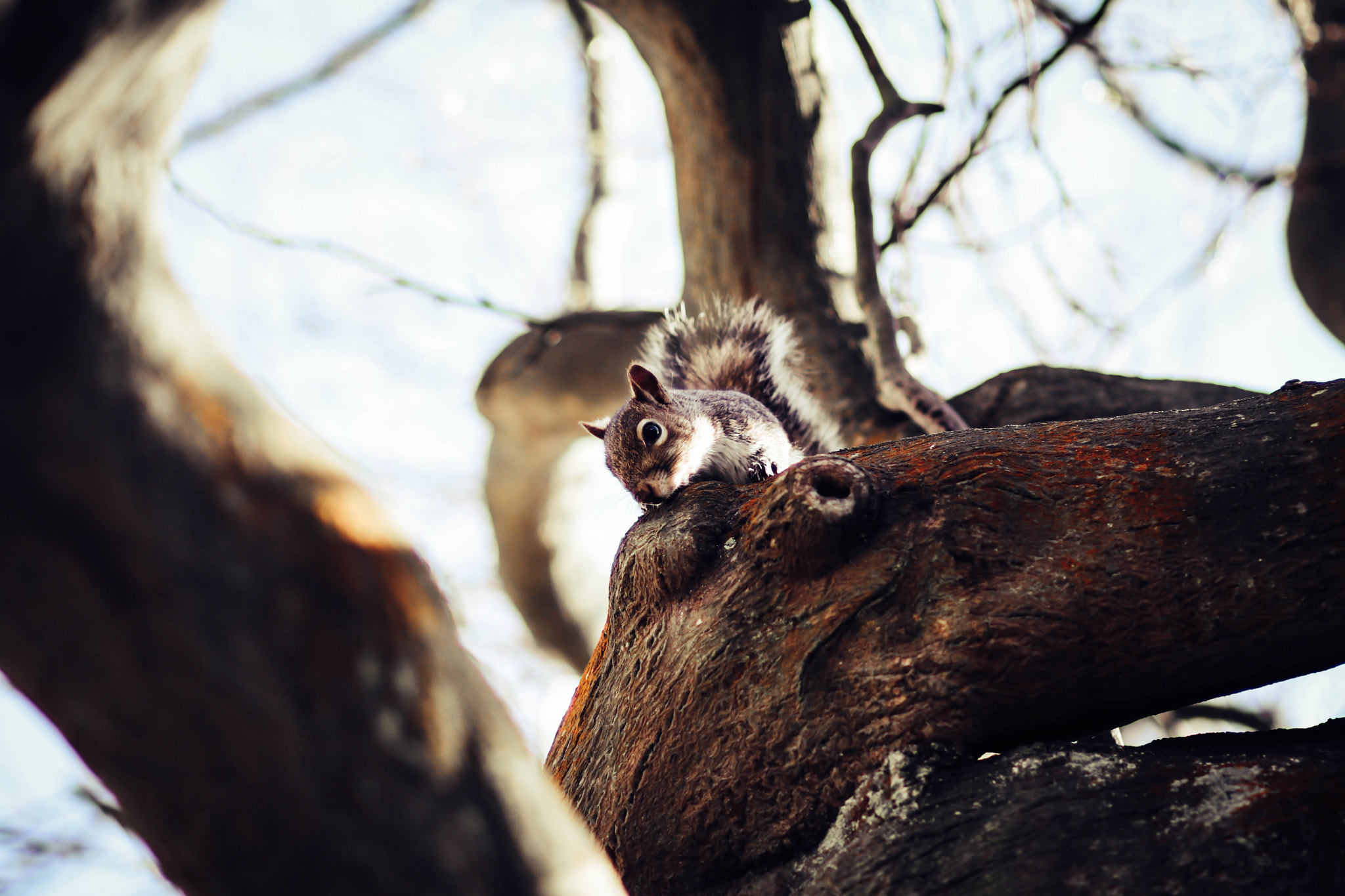 Canon EOS 80D + Canon EF 85mm F1.8 USM sample photo. Squirrel photography