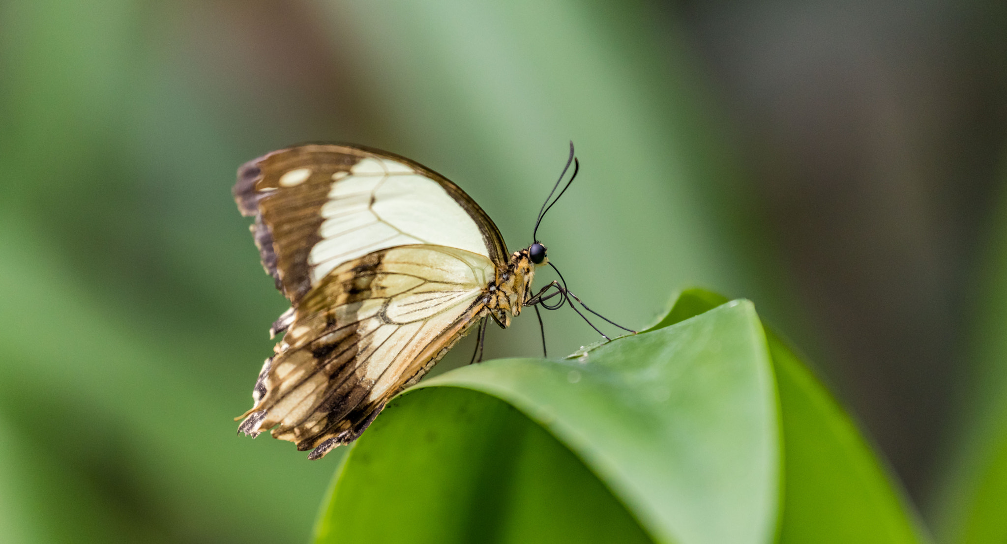 Canon EF 70-300mm F4-5.6L IS USM sample photo. Butterfly photography