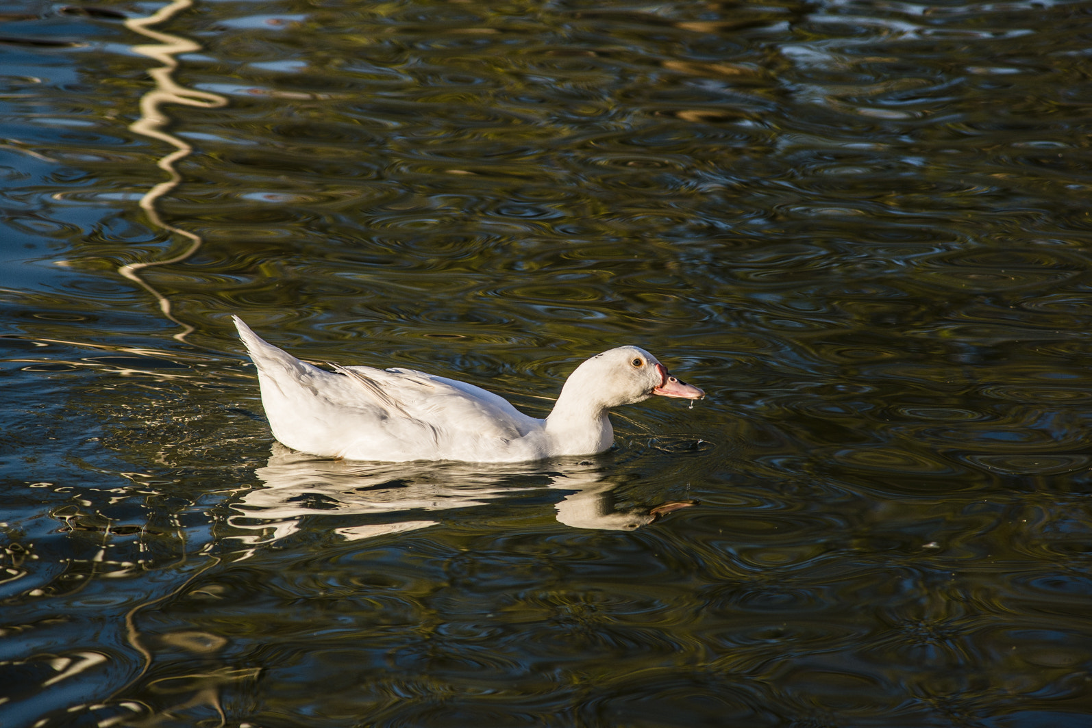 Nikon D800 + AF Zoom-Nikkor 70-210mm f/4 sample photo. Wildlife photoshooting vol. 3 photography