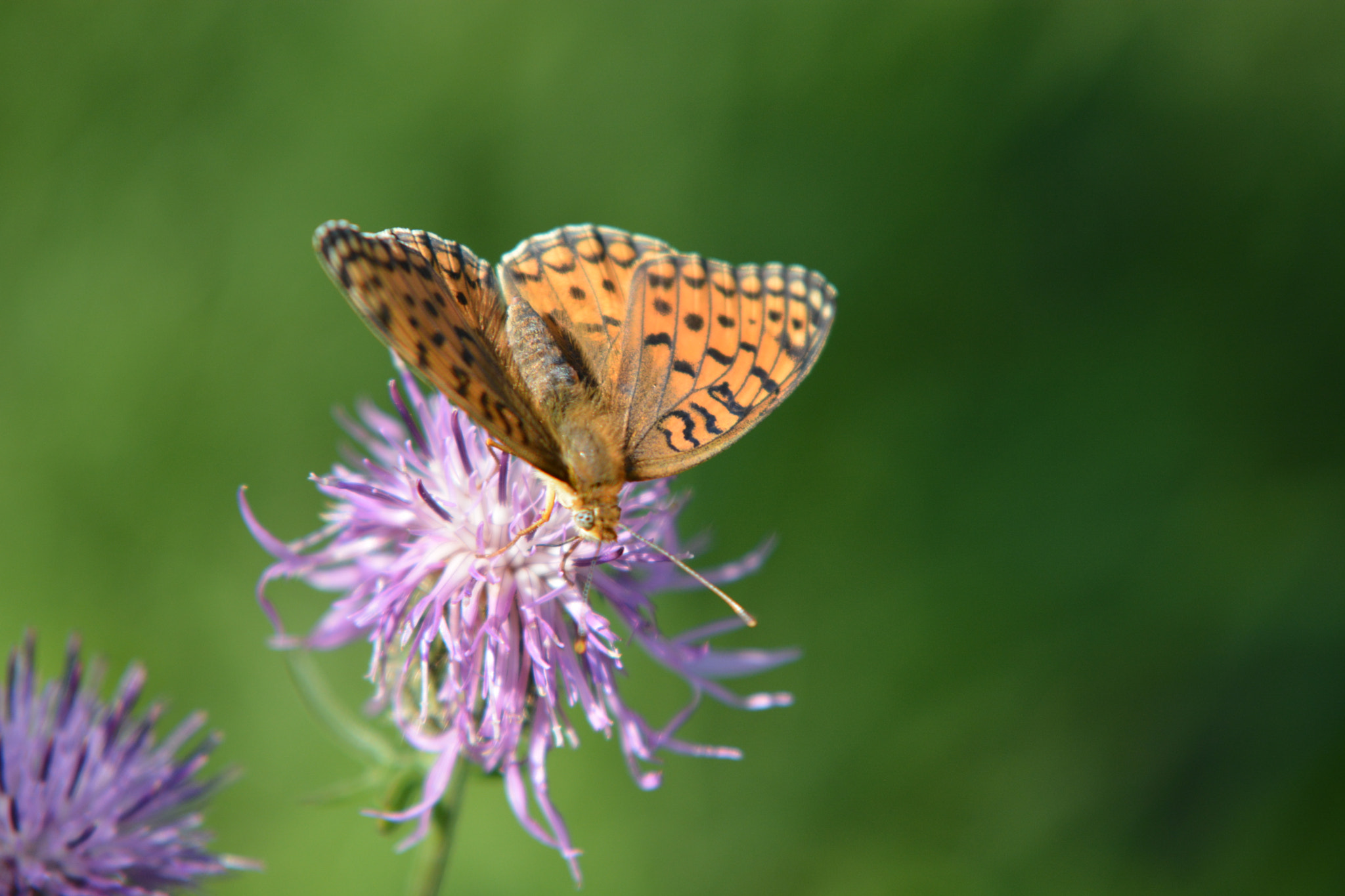 Nikon D7100 + Sigma 70-200mm F2.8 EX DG Macro HSM II sample photo. Butterfly photography