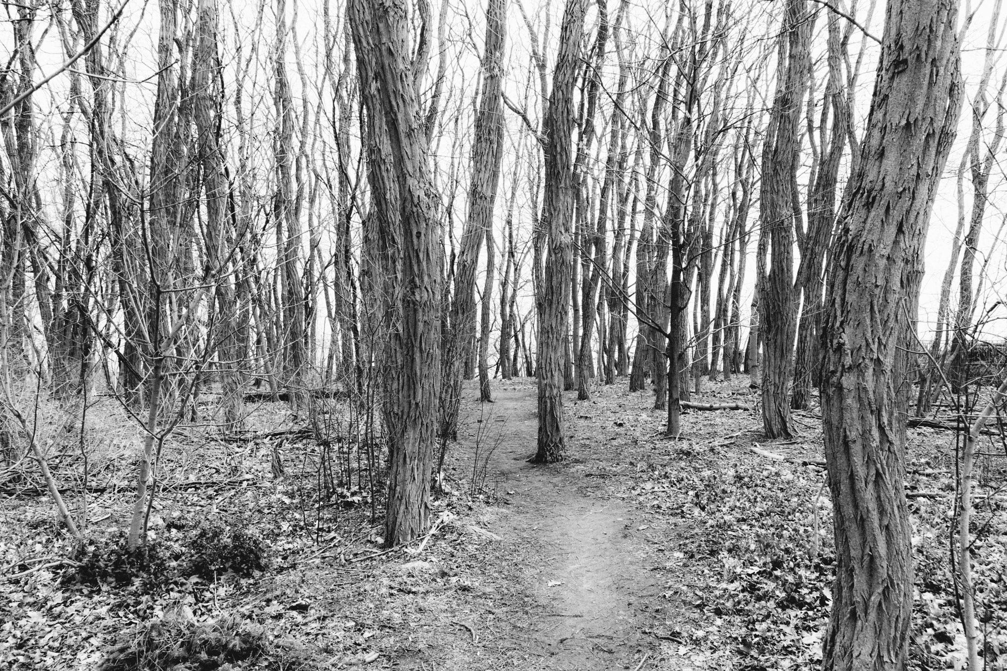 Sigma 18-250mm F3.5-6.3 DC Macro OS HSM sample photo. Winter woods another perspective photography