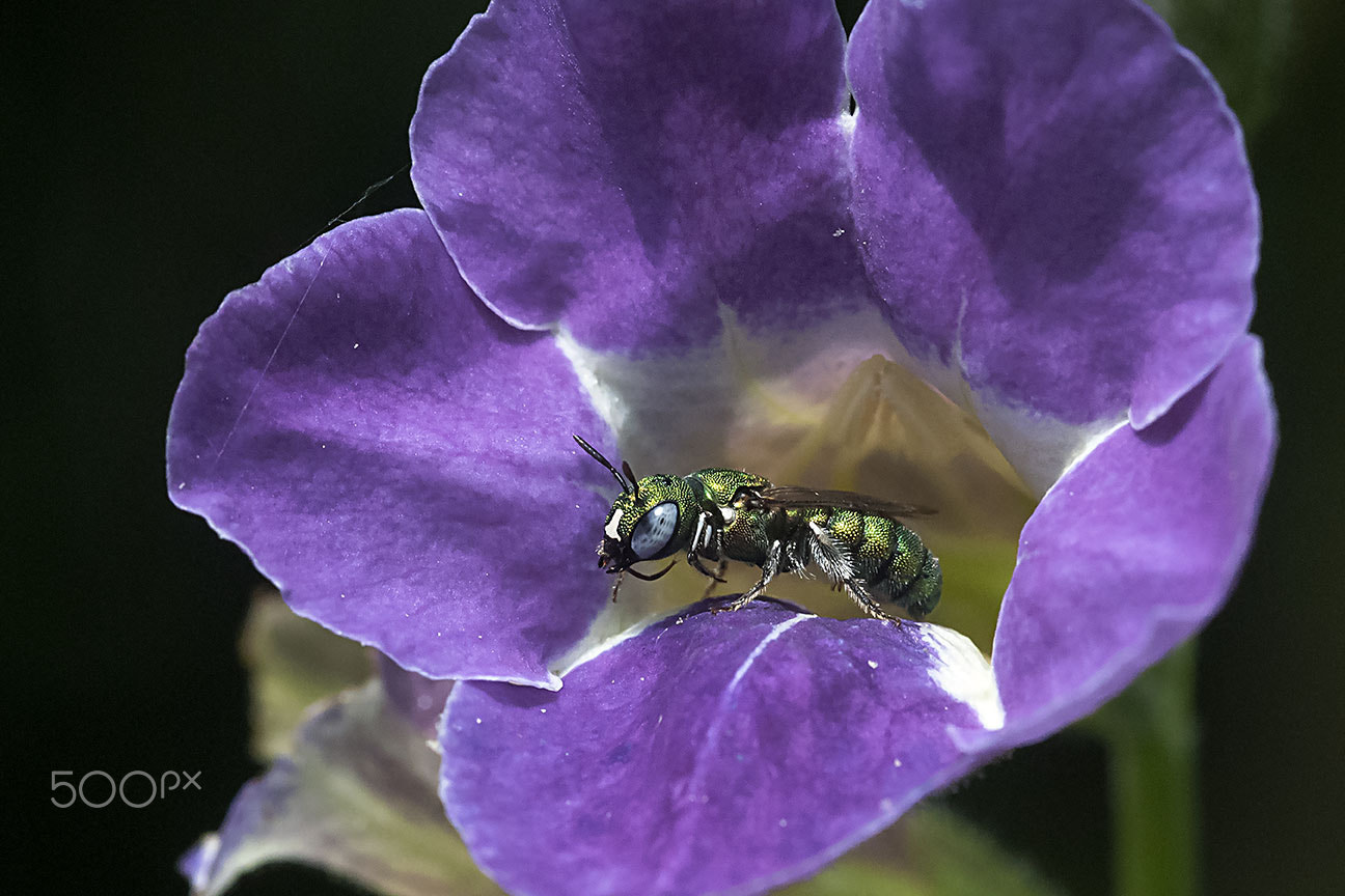 Nikon AF-S Micro-Nikkor 105mm F2.8G IF-ED VR sample photo. Bee photography