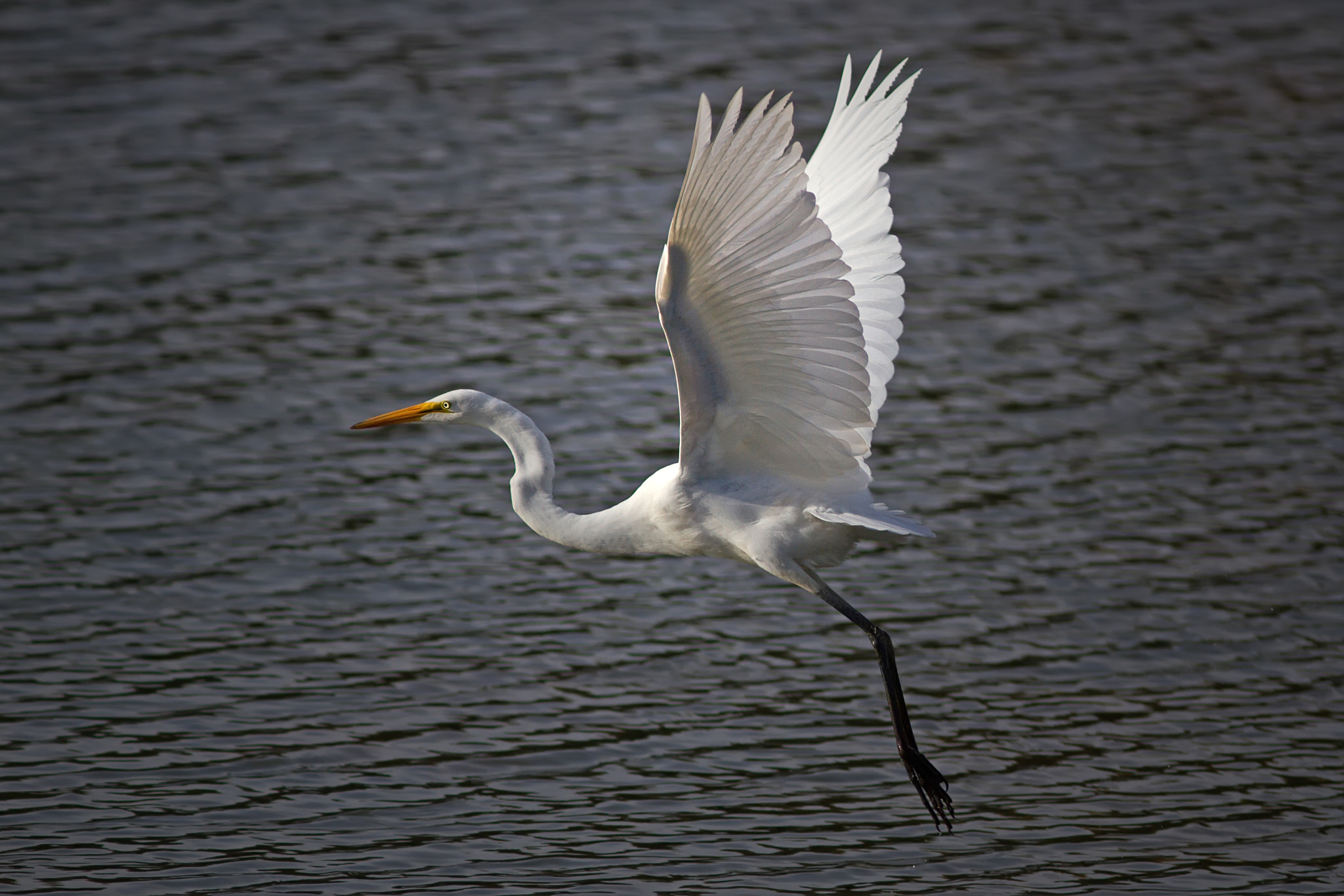 Canon EOS 7D + Canon EF 300mm F4L IS USM sample photo. Great egret 0056 photography
