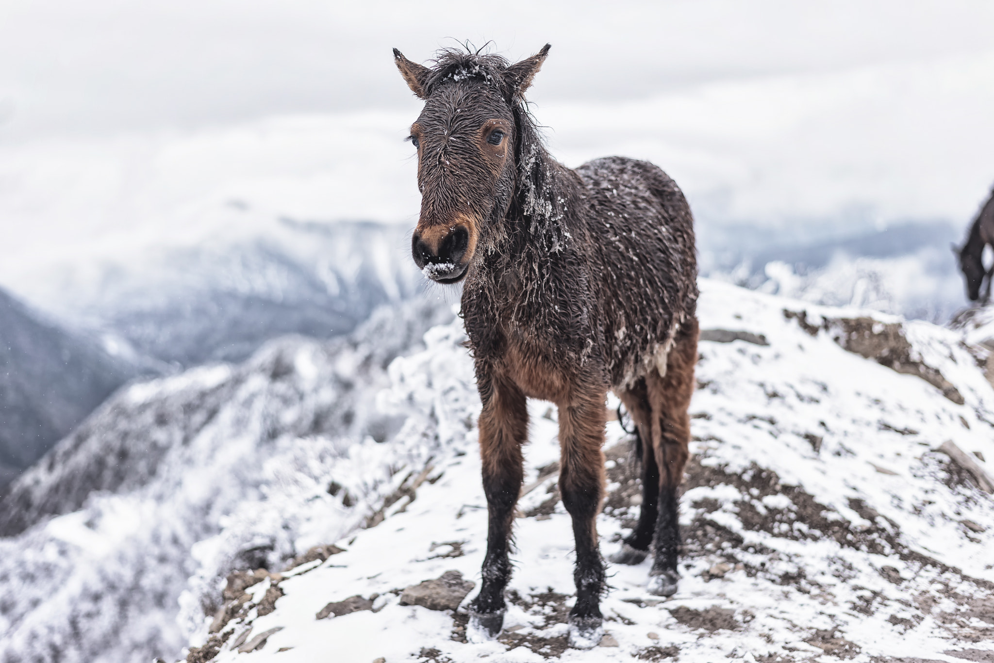 Nikon D600 sample photo. Fall in love with a wild horse,but my home have not the prairie photography