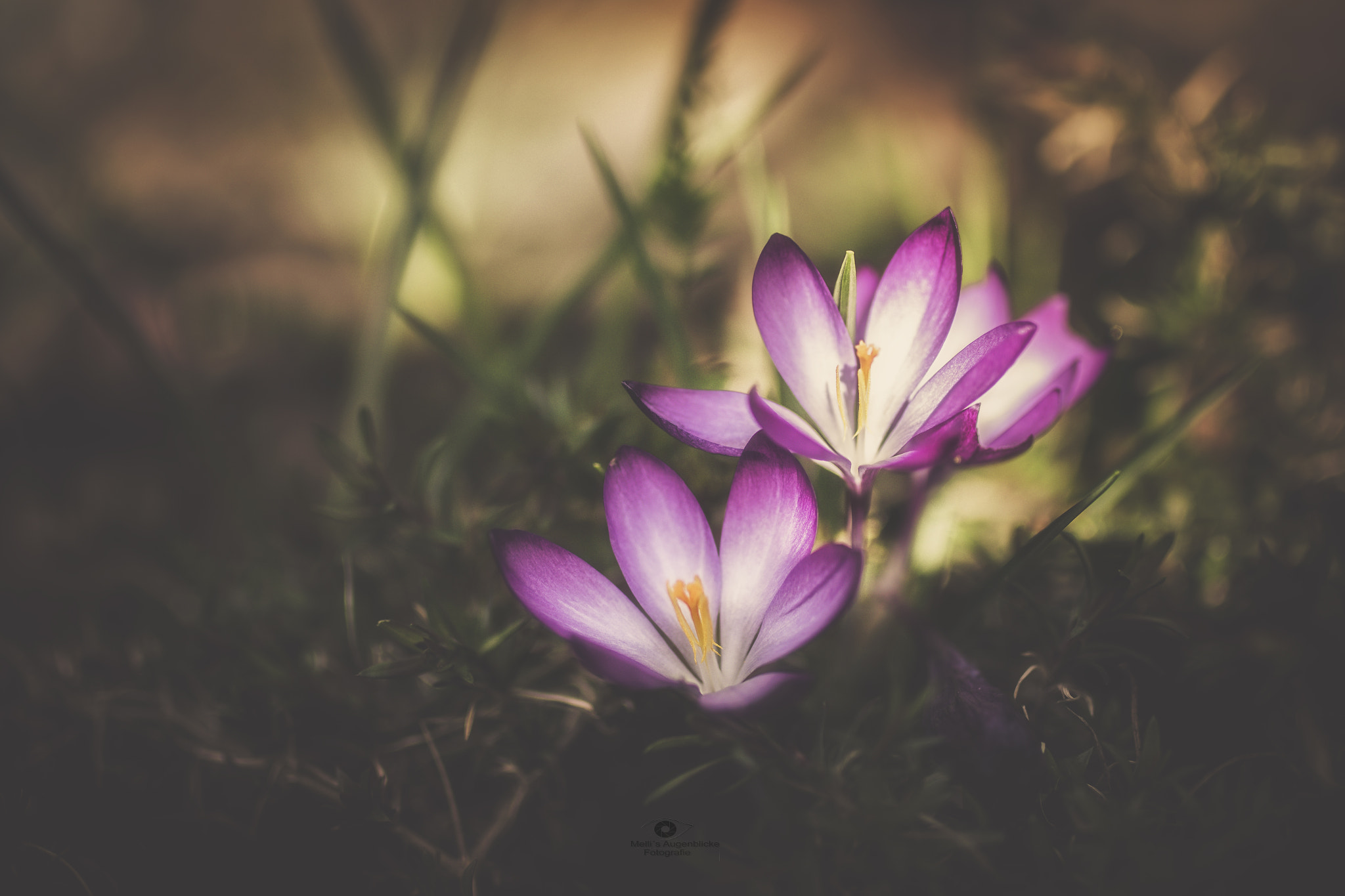 Sigma 35mm F1.4 DG HSM Art sample photo. Springtime photography