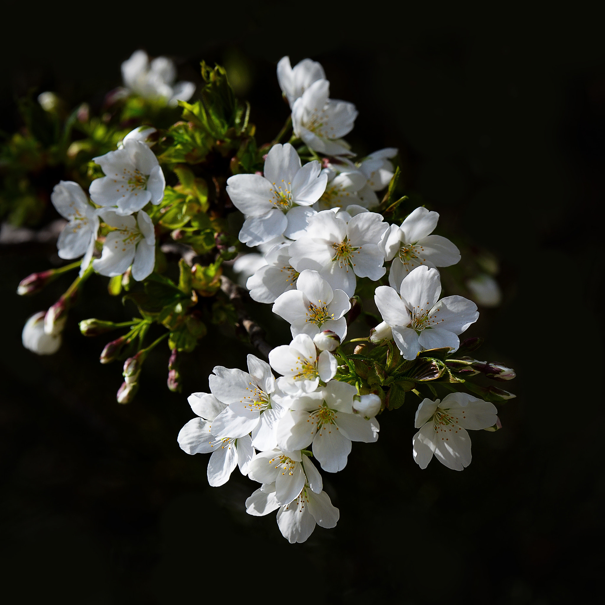 Sony 70-400mm F4-5.6 G SSM II sample photo. 白樱 photography