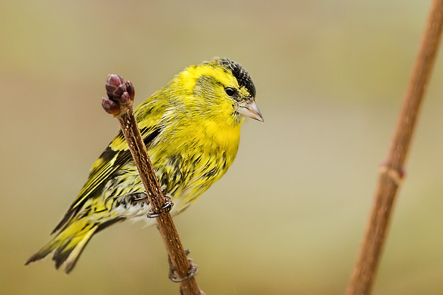 Canon EOS 6D + Canon EF 300mm F4L IS USM sample photo. Zeisig photography