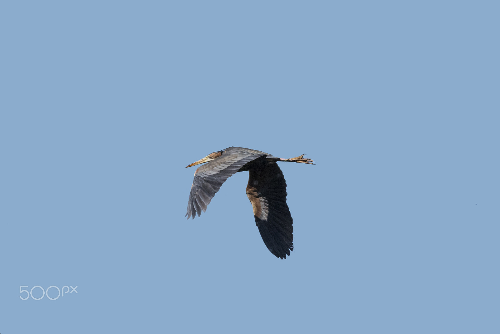 Sigma 150-600mm F5-6.3 DG OS HSM | C sample photo. Rare red heron photography