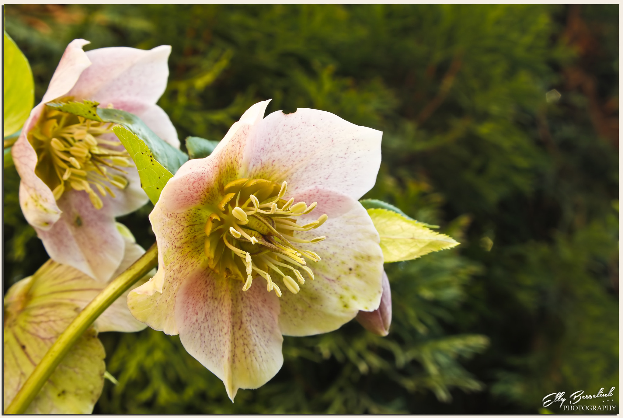 Canon EF 28-80mm f/3.5-5.6 sample photo. So colorful photography