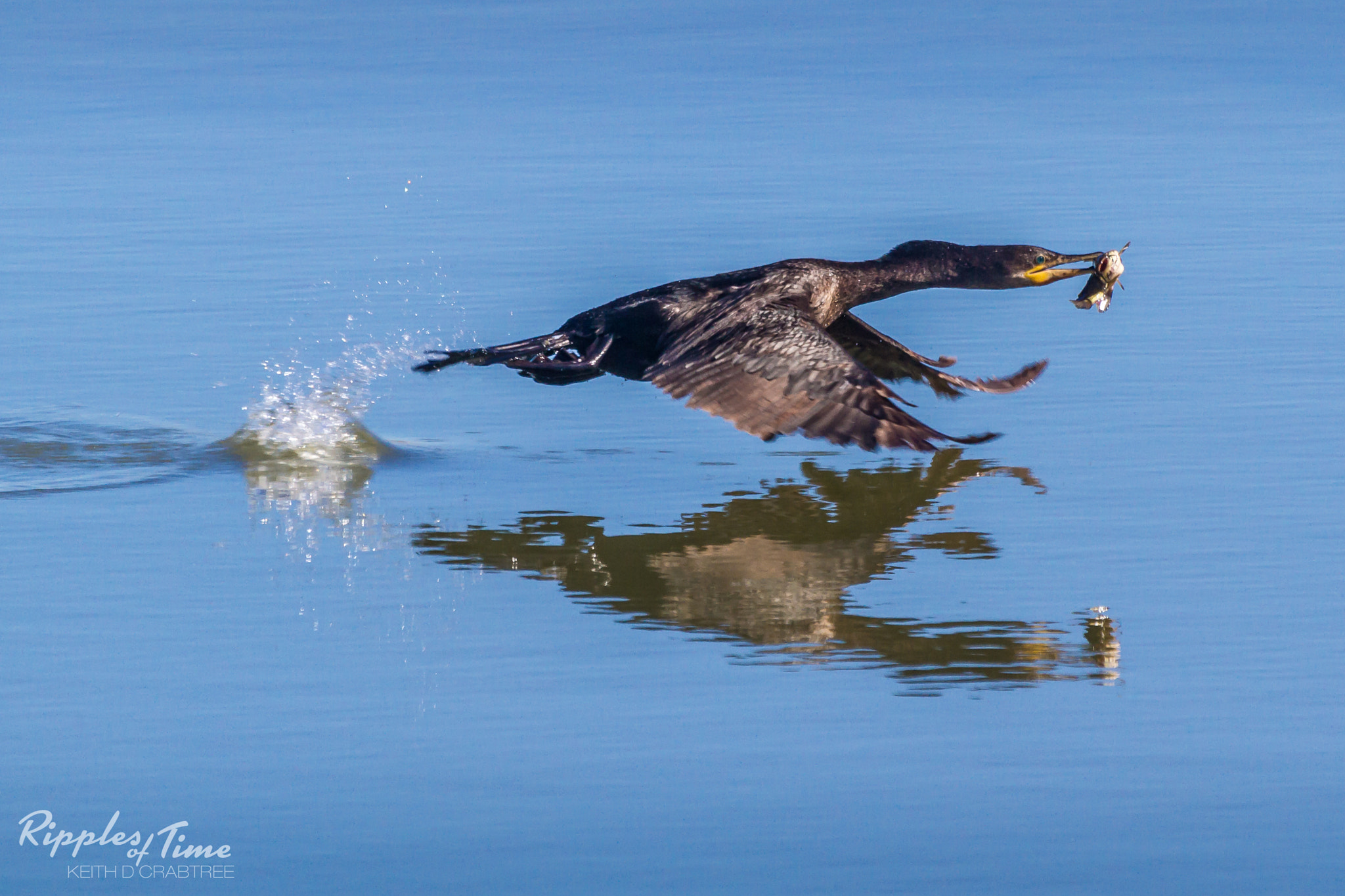 Canon EF 100-400mm F4.5-5.6L IS USM sample photo. Lunch on the fly photography