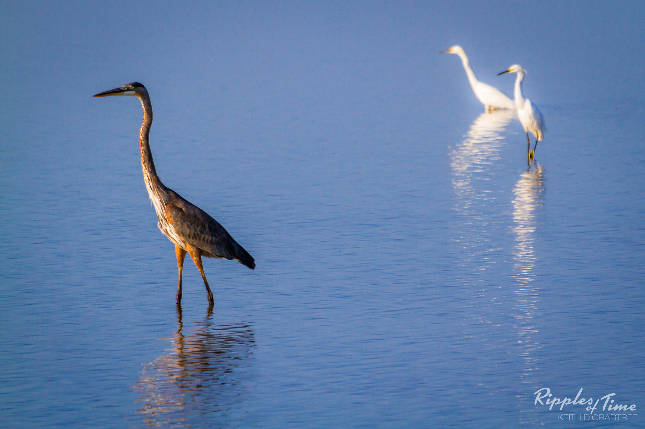 Canon EF 100-400mm F4.5-5.6L IS USM sample photo. Great blue heron photography