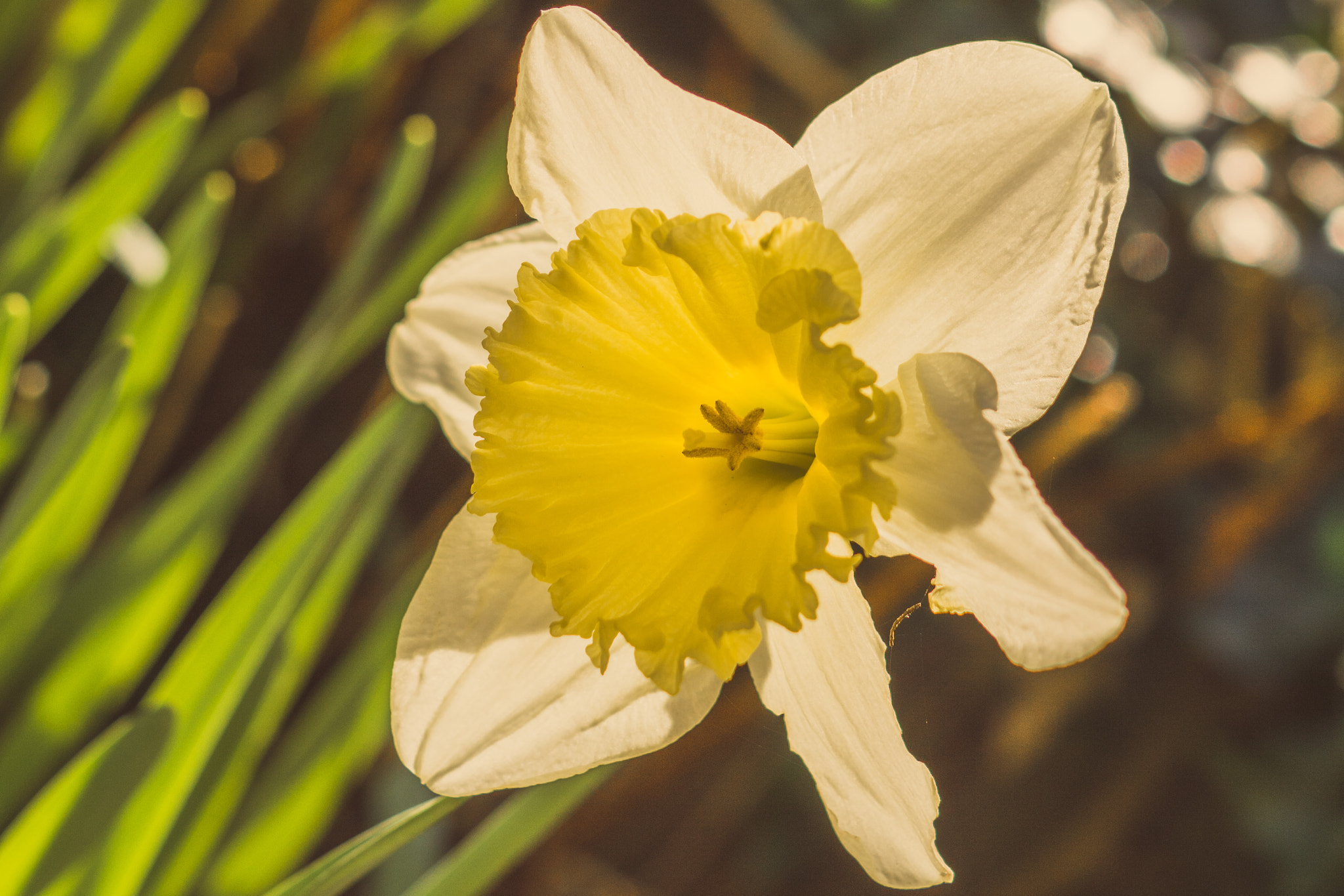 Sony ILCA-77M2 sample photo. Daffodil photography