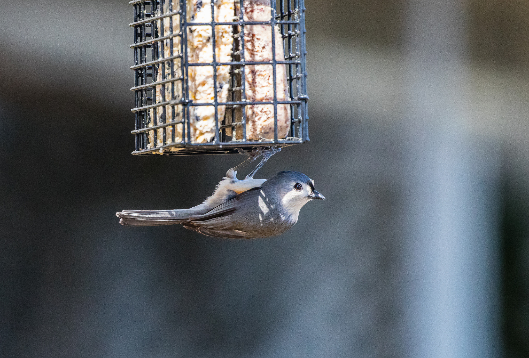 Canon EOS 5DS R sample photo. Can you see me? photography