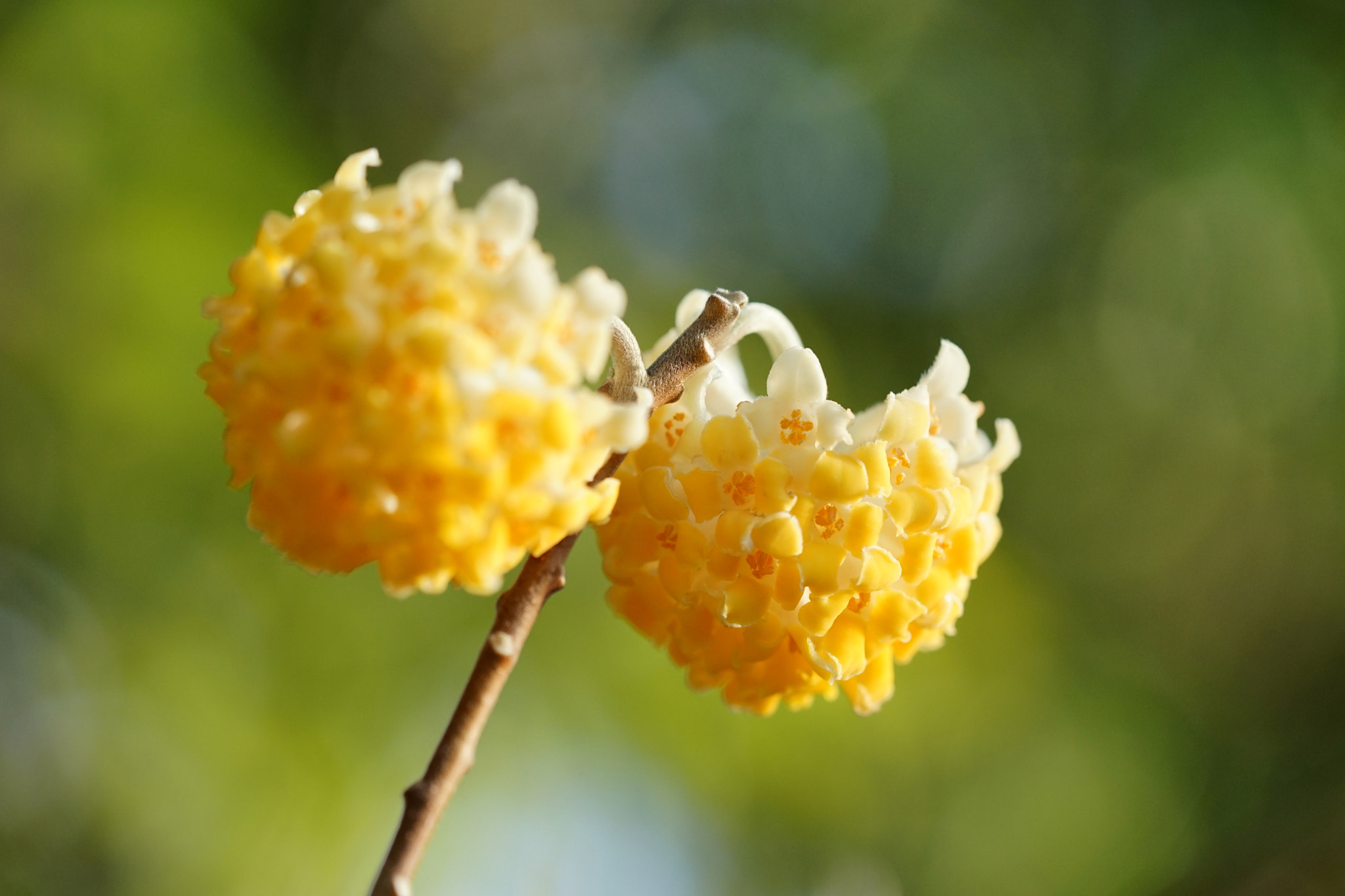 Sony a7 II + Sony FE 90mm F2.8 Macro G OSS sample photo. Mitsumata photography