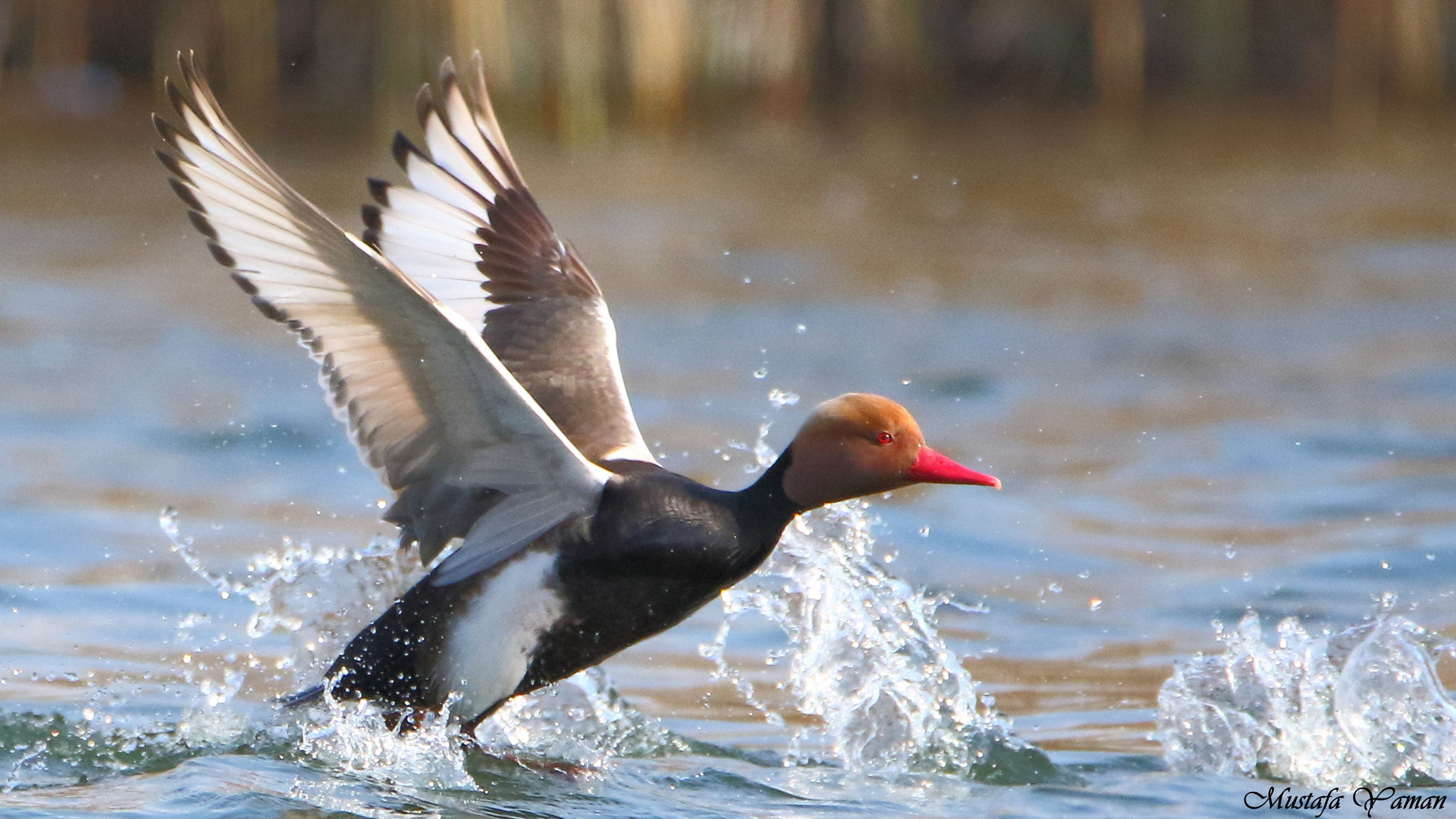 Tamron SP 150-600mm F5-6.3 Di VC USD sample photo. Macar photography