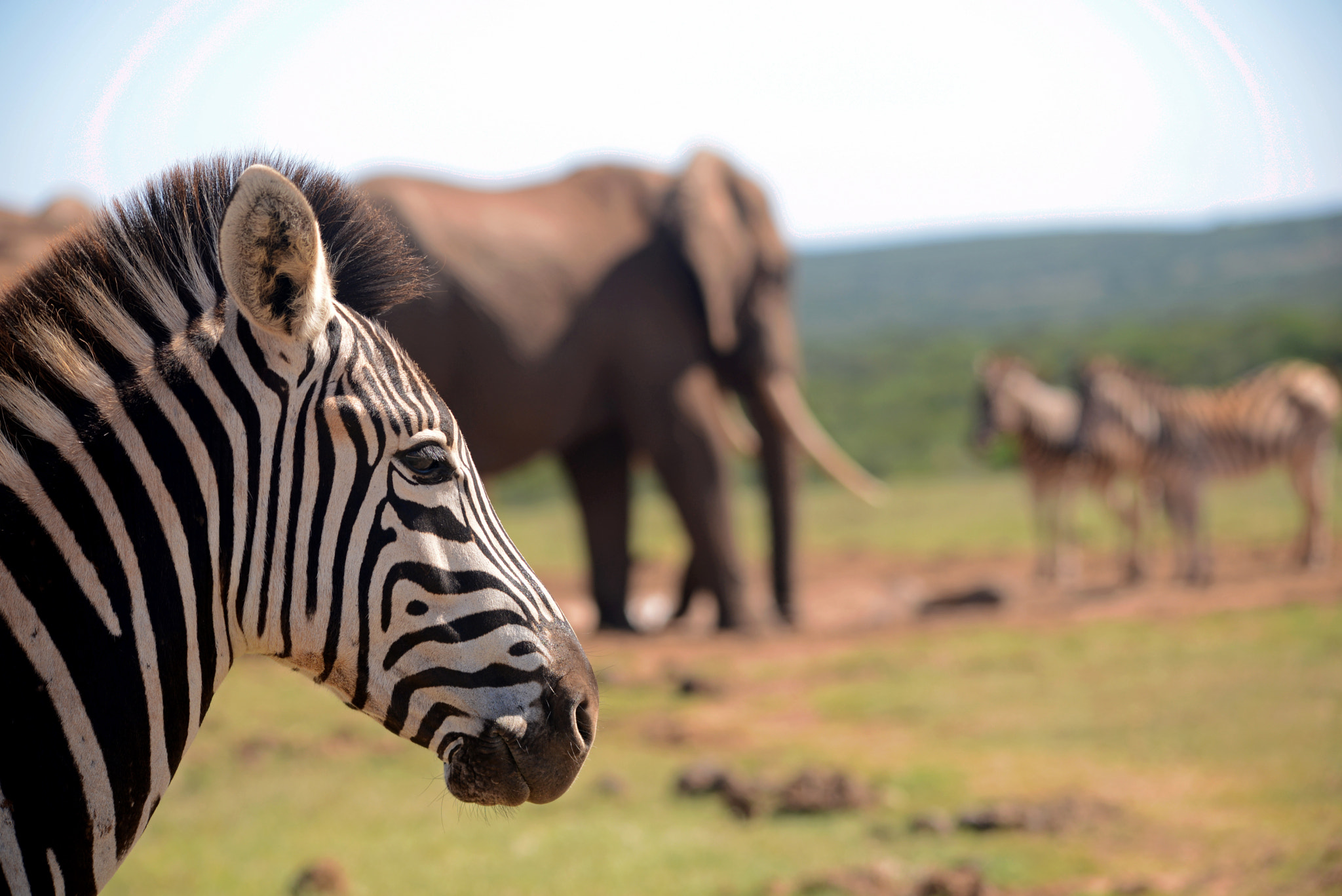Sigma 150-500mm F5-6.3 DG OS HSM sample photo. Addo national park, port elizabeth - south africa photography